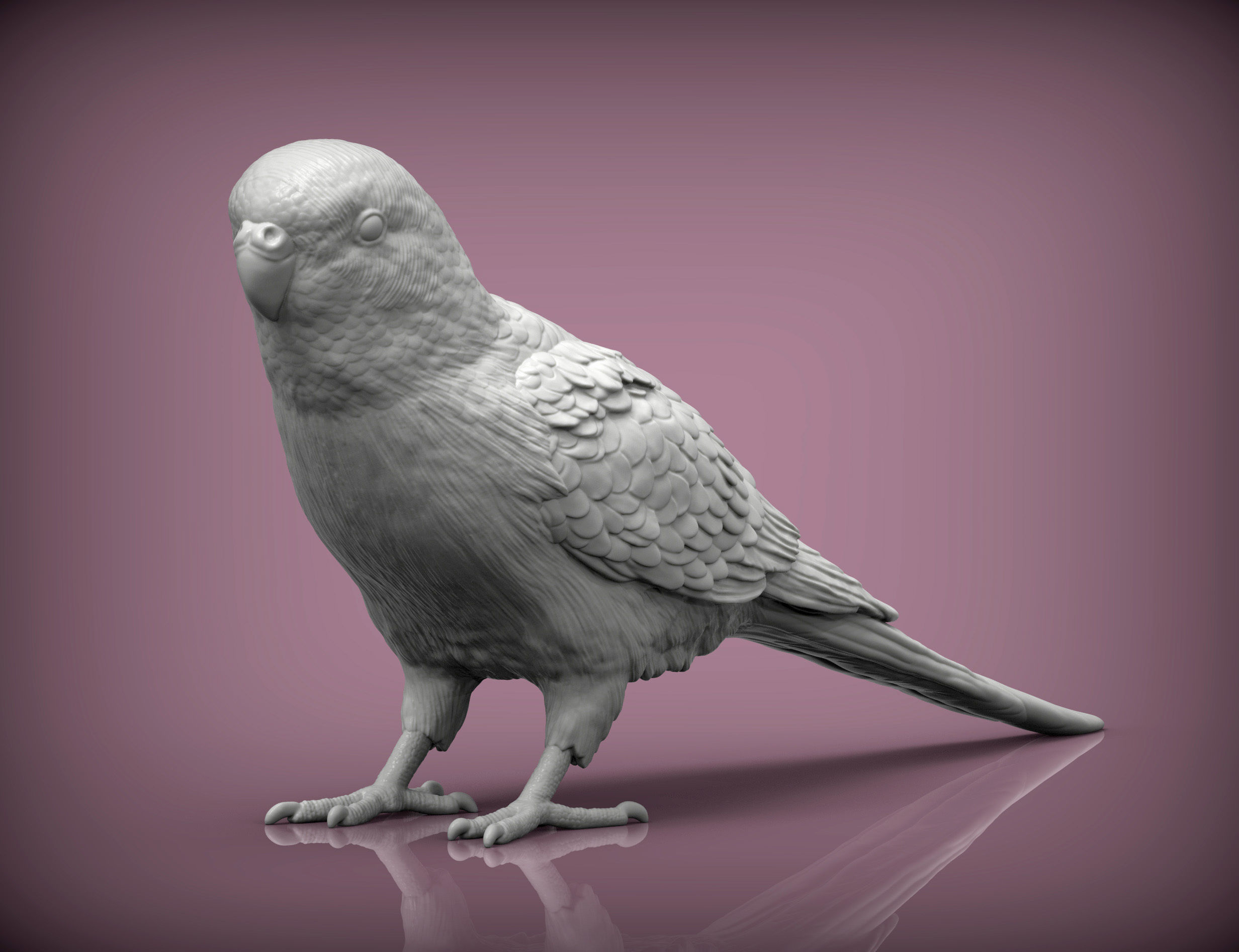 Budgerigar 3D print model_4