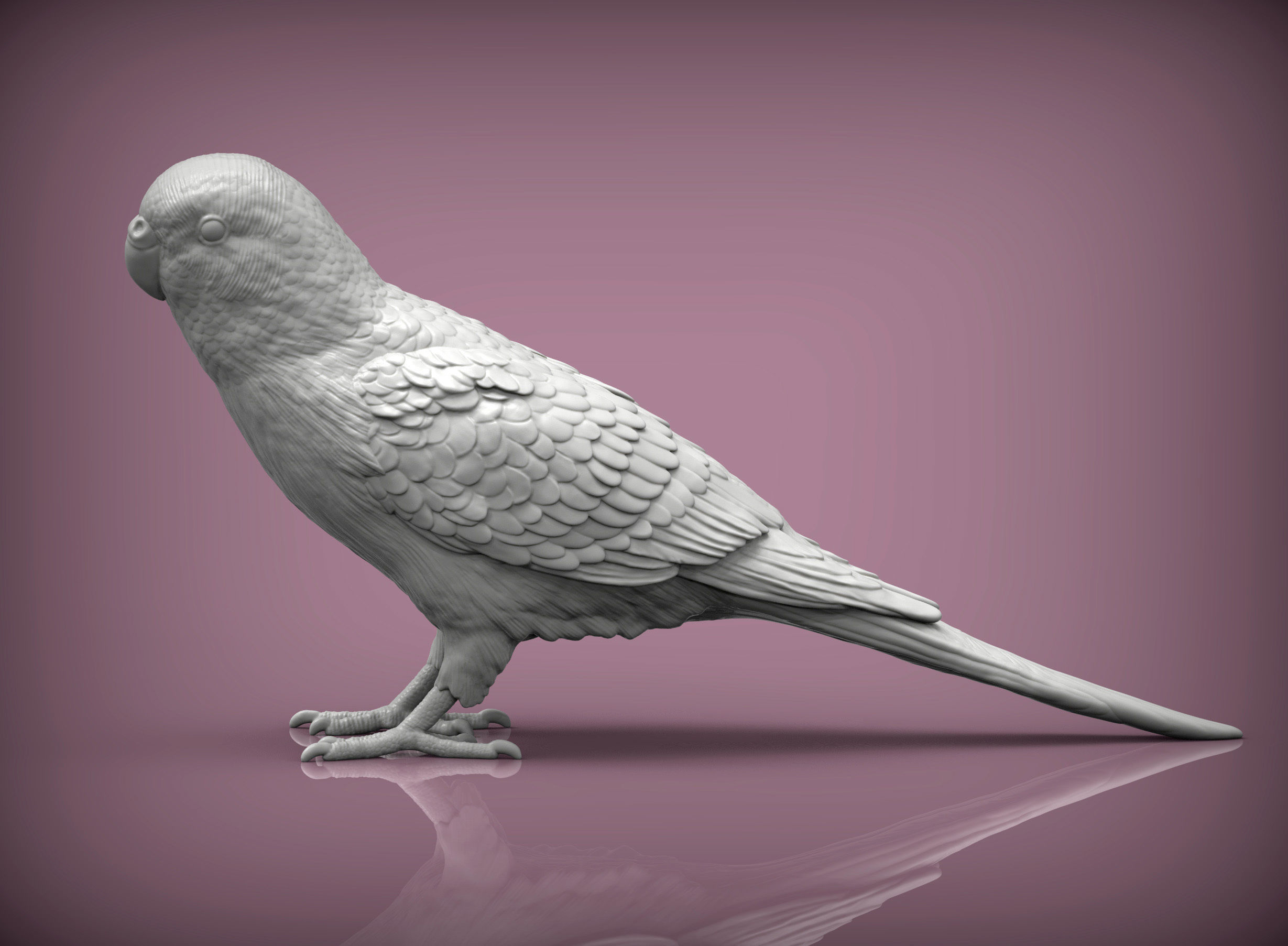 Budgerigar 3D print model_5