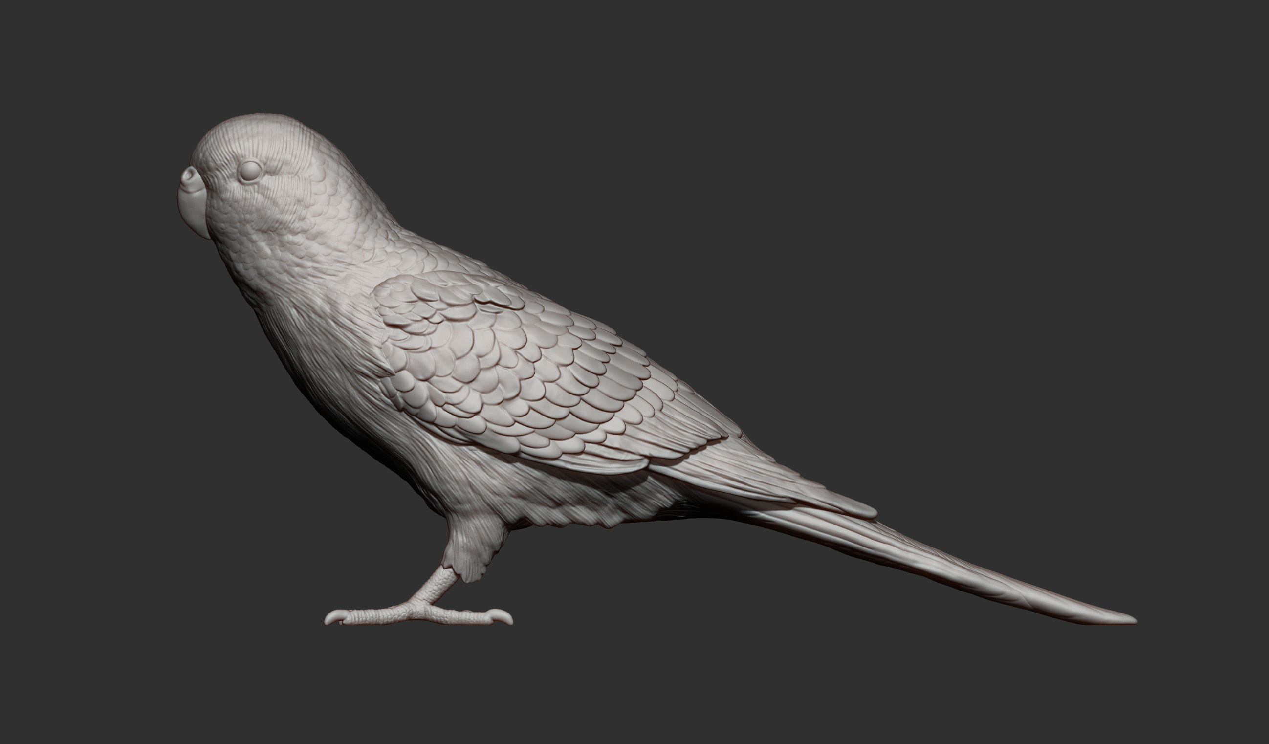 Budgerigar 3D print model_11