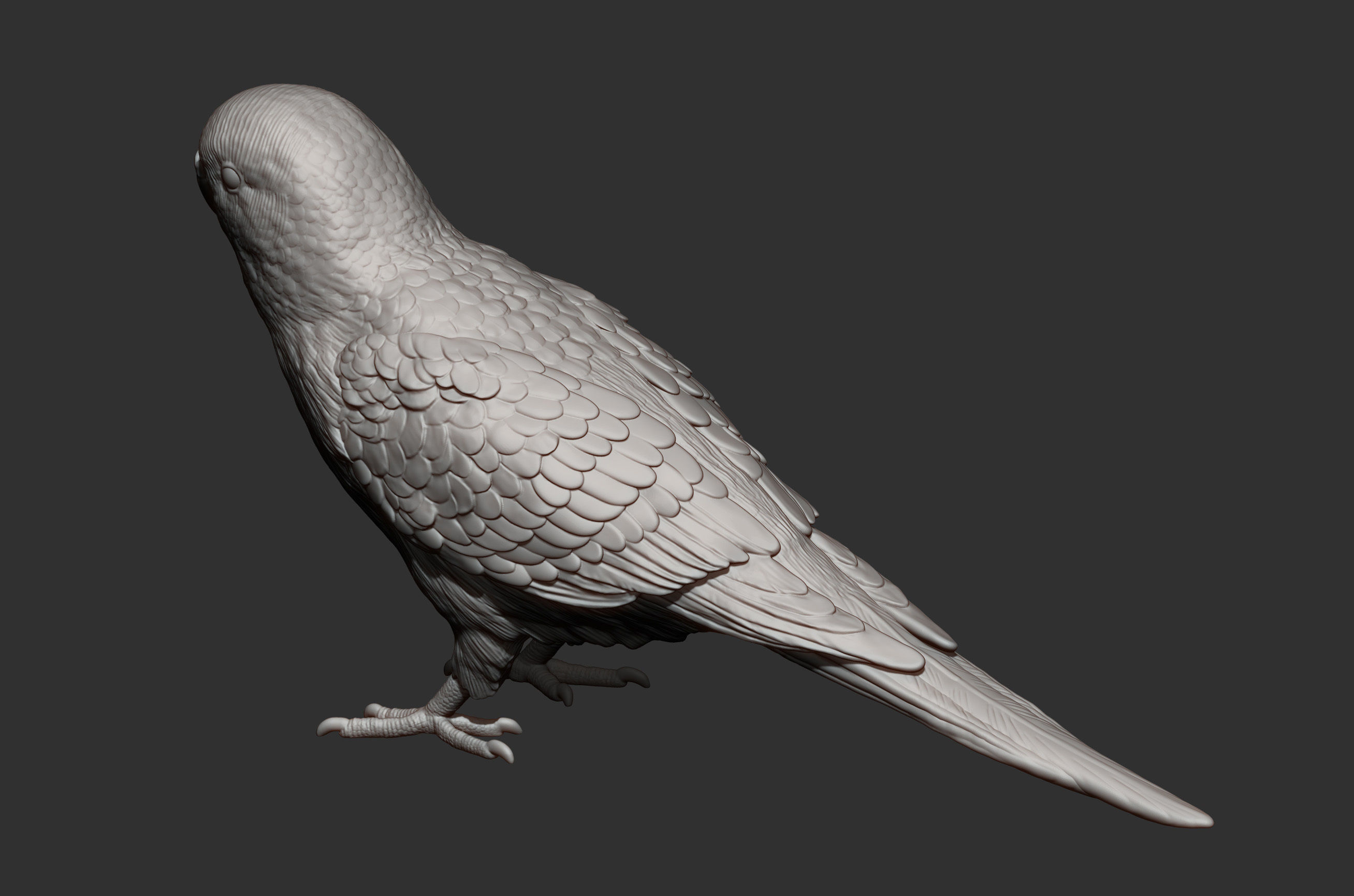 Budgerigar 3D print model_7
