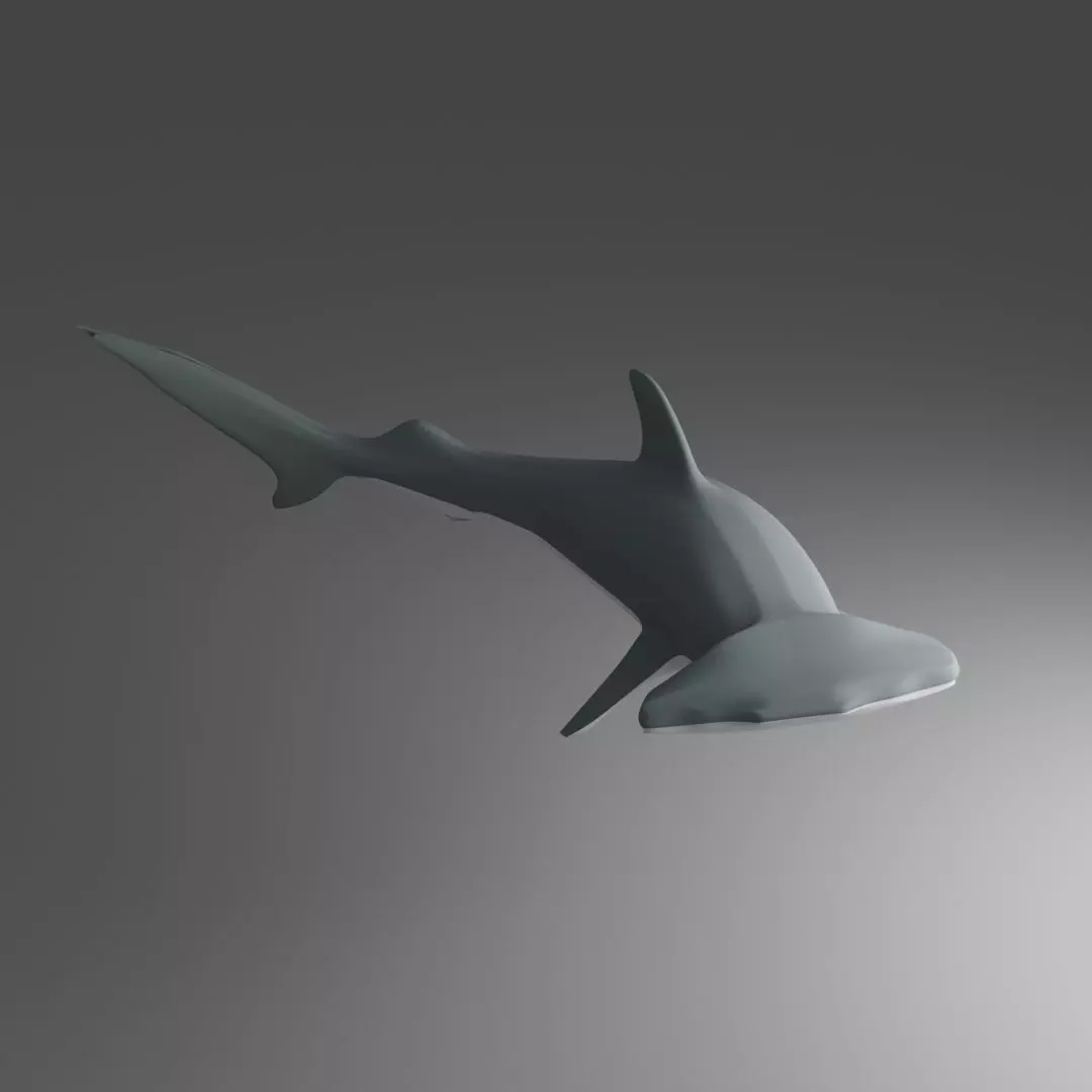 Hammer Head Shark Free 3D model