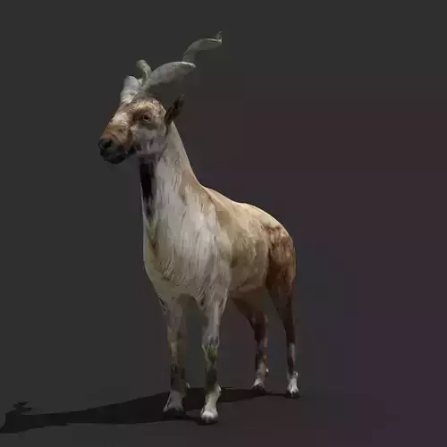 Mountains Goat 3D model