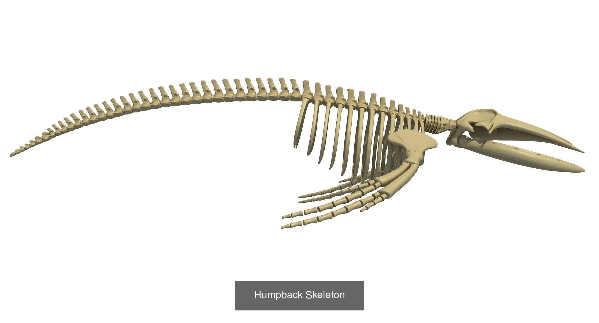 36 Animal Skeleton Collection _37
