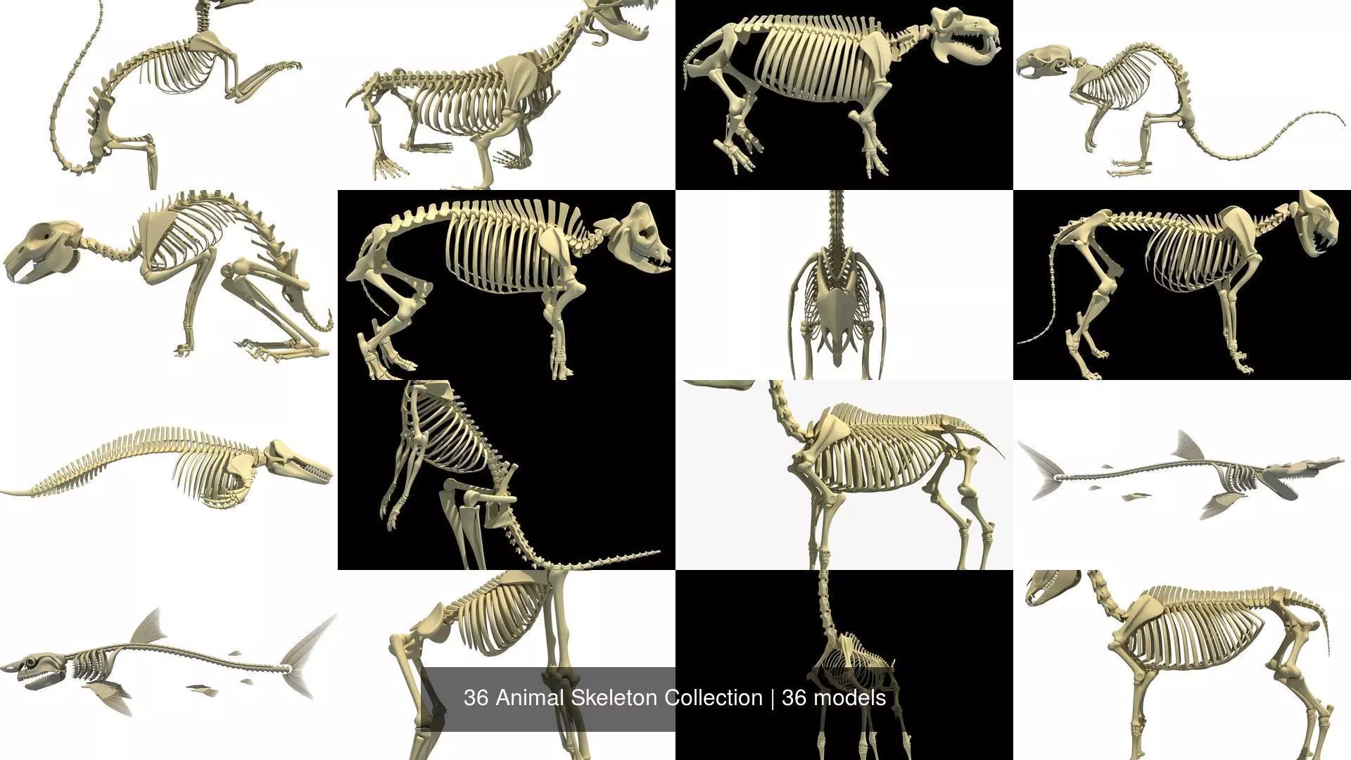 36 Animal Skeleton Collection _0