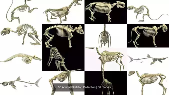 36 Animal Skeleton Collection 