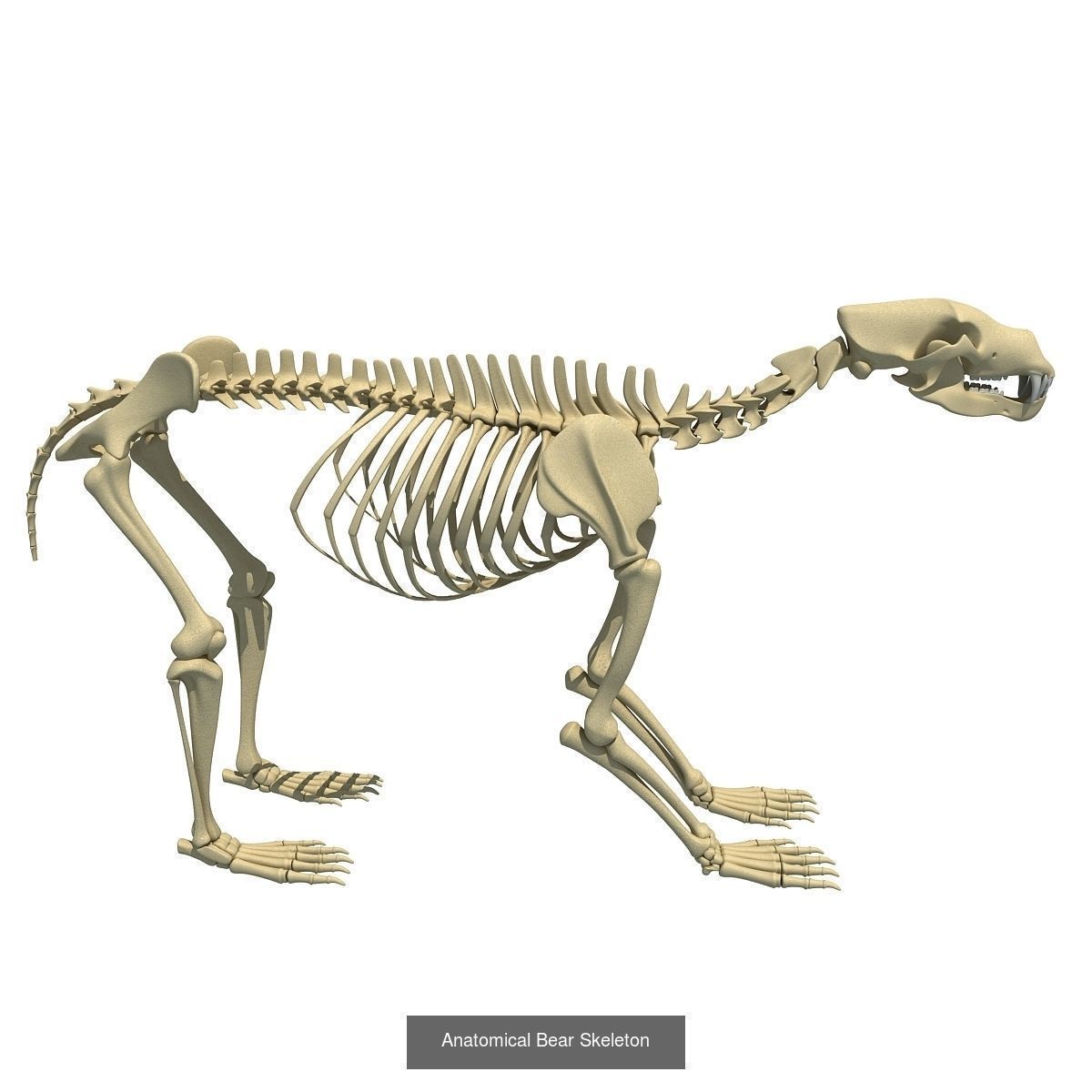 36 Animal Skeleton Collection _28