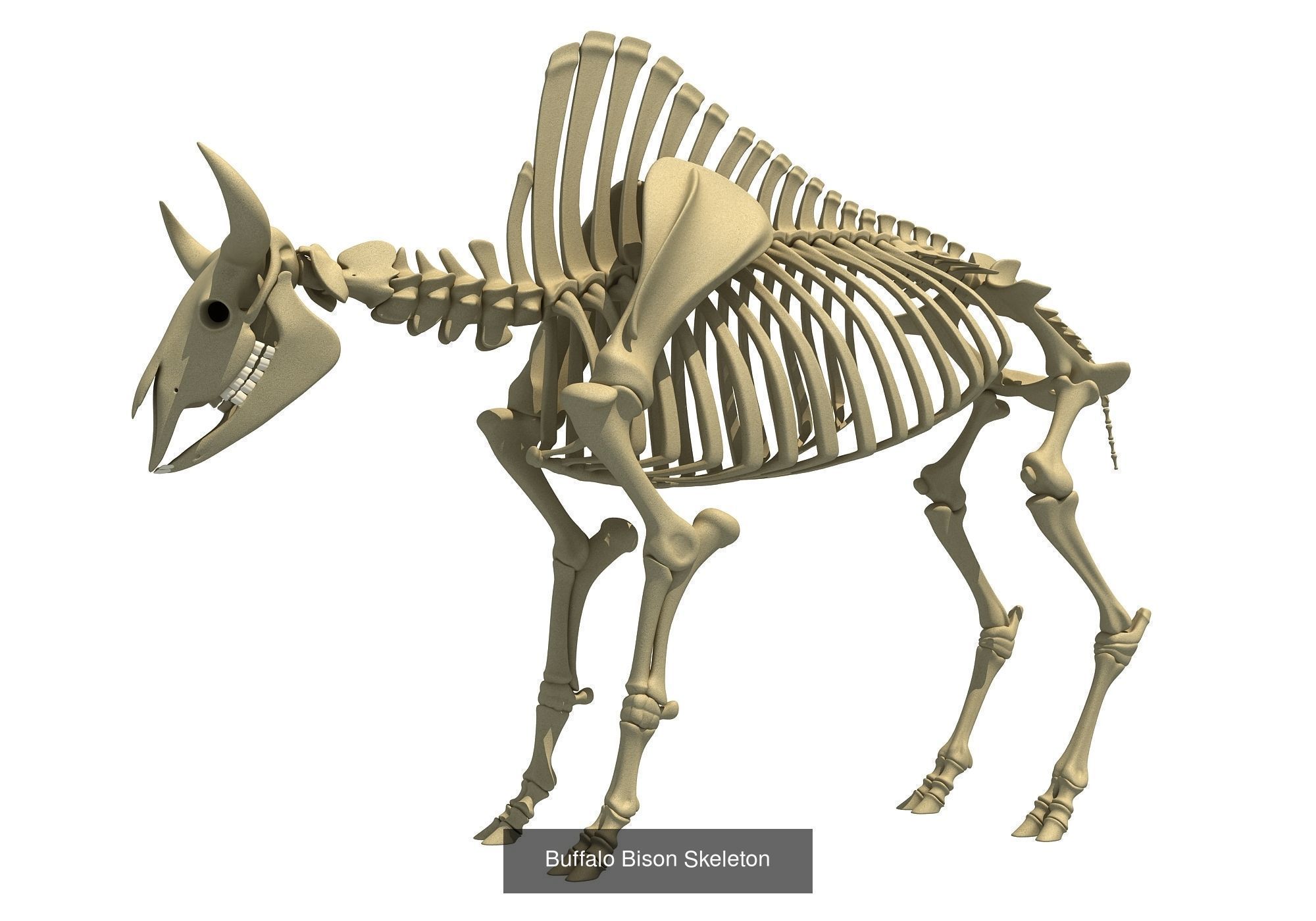 36 Animal Skeleton Collection _36