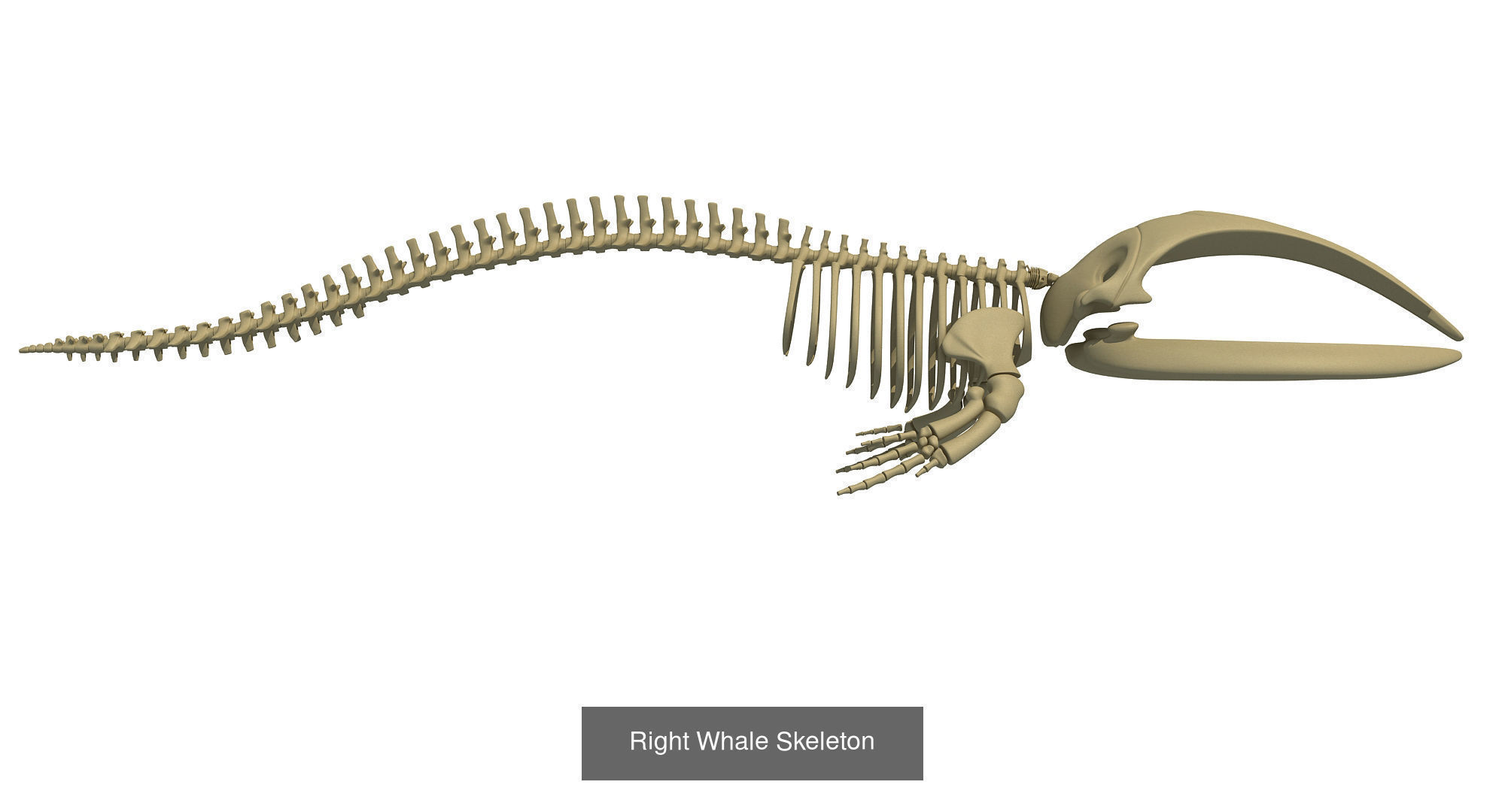 36 Animal Skeleton Collection _39