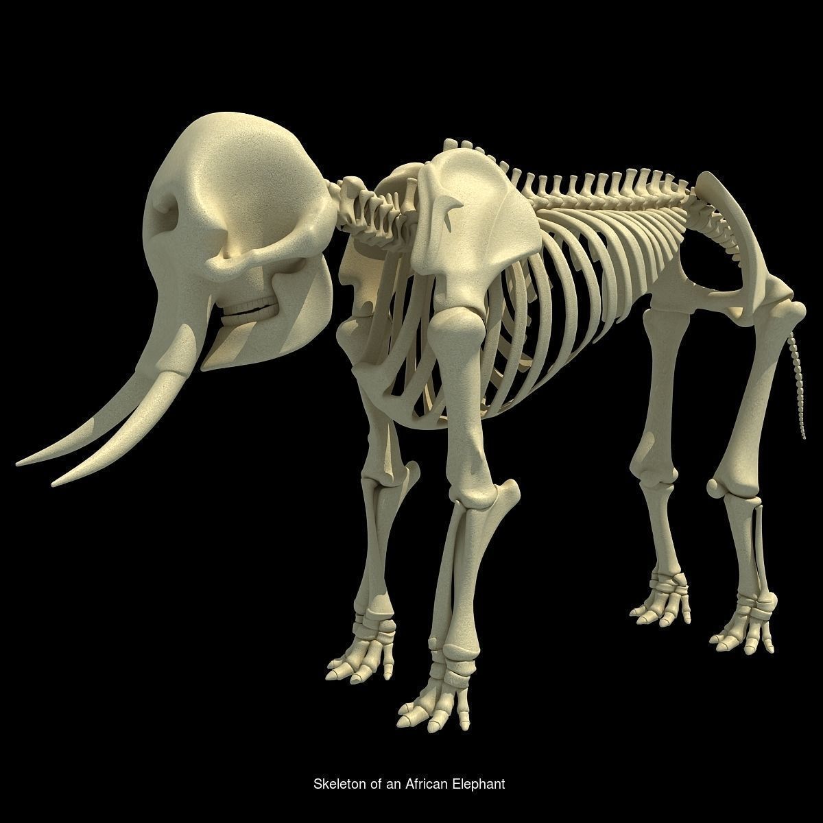 36 Animal Skeleton Collection _31