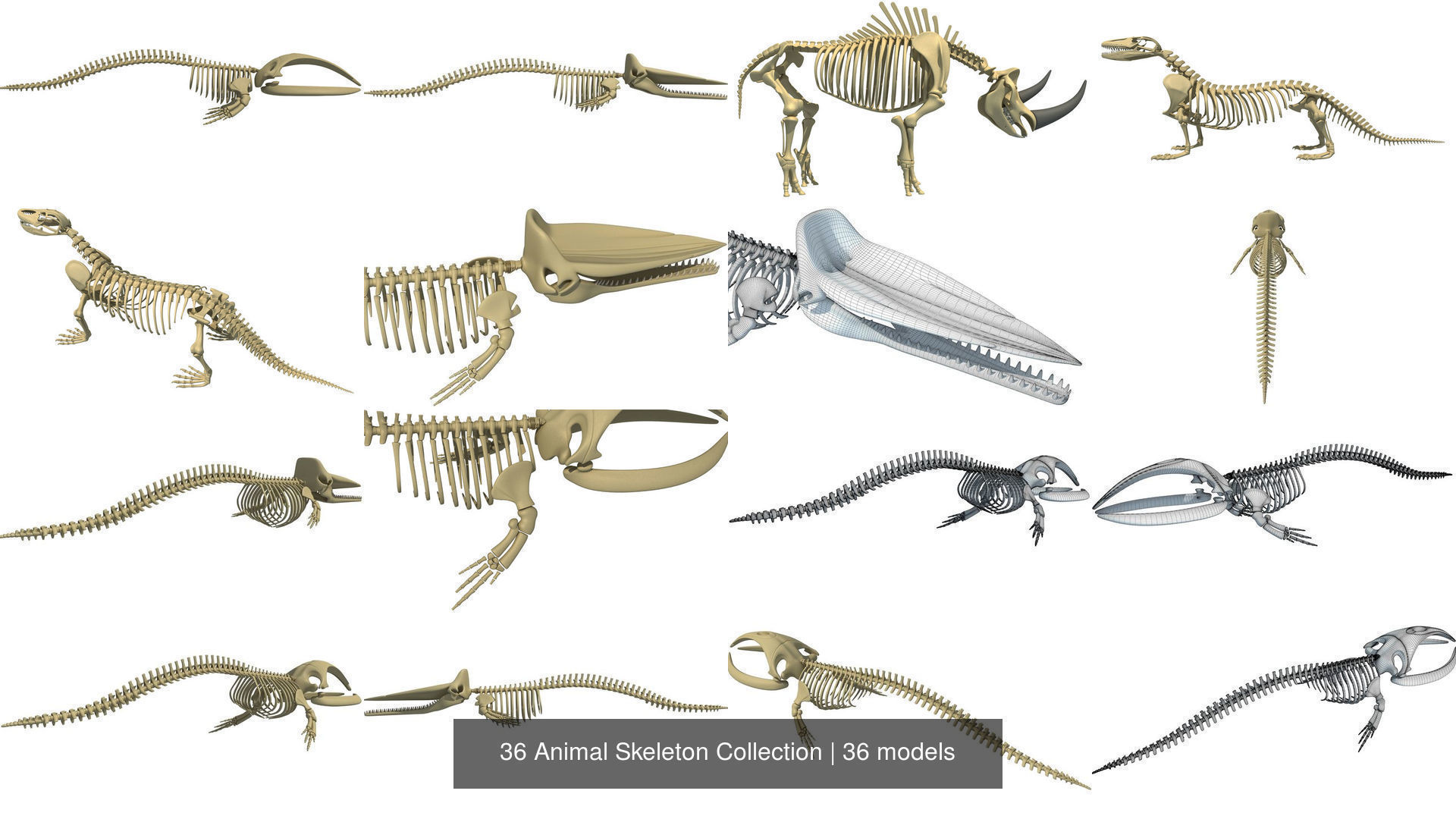 36 Animal Skeleton Collection _6