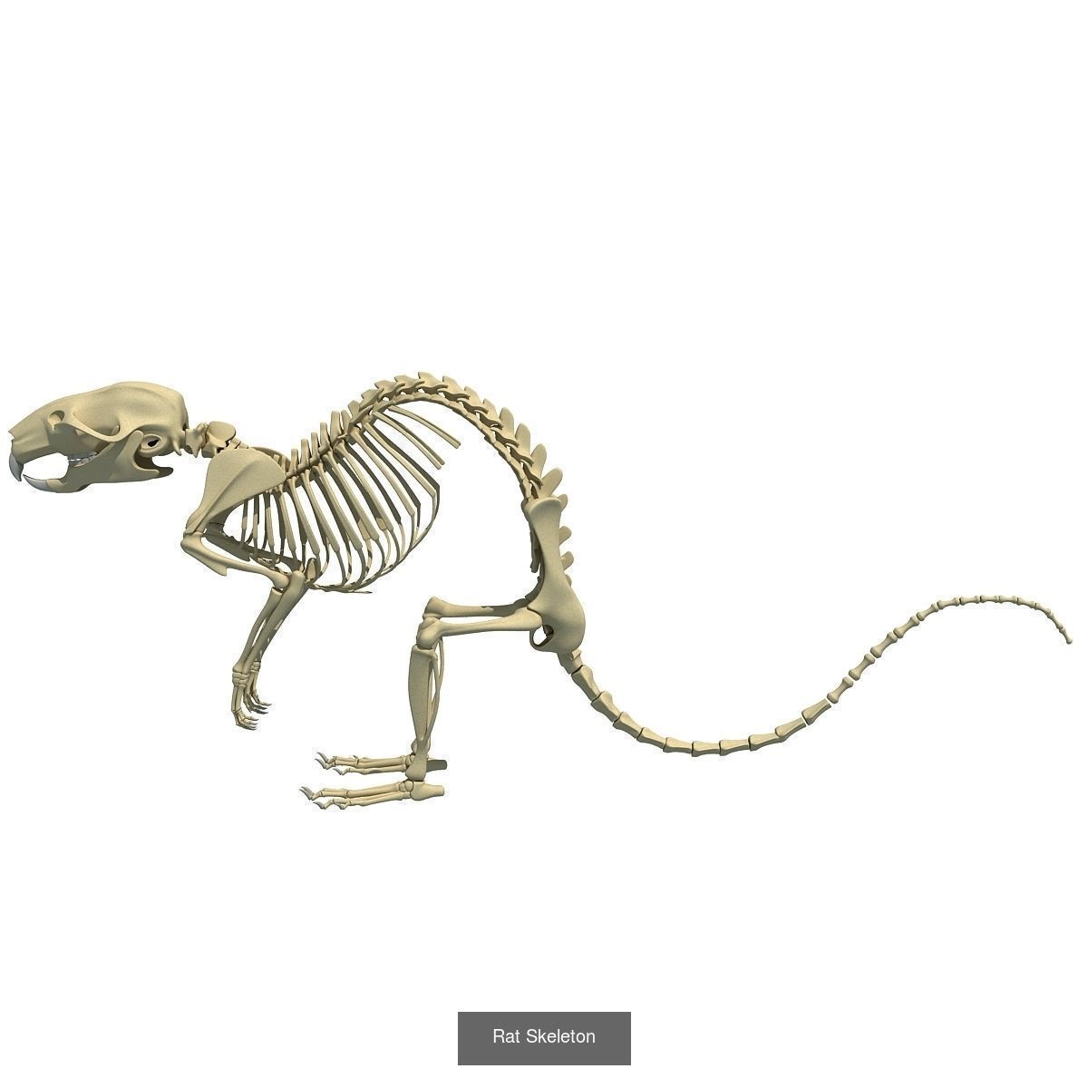 36 Animal Skeleton Collection _10