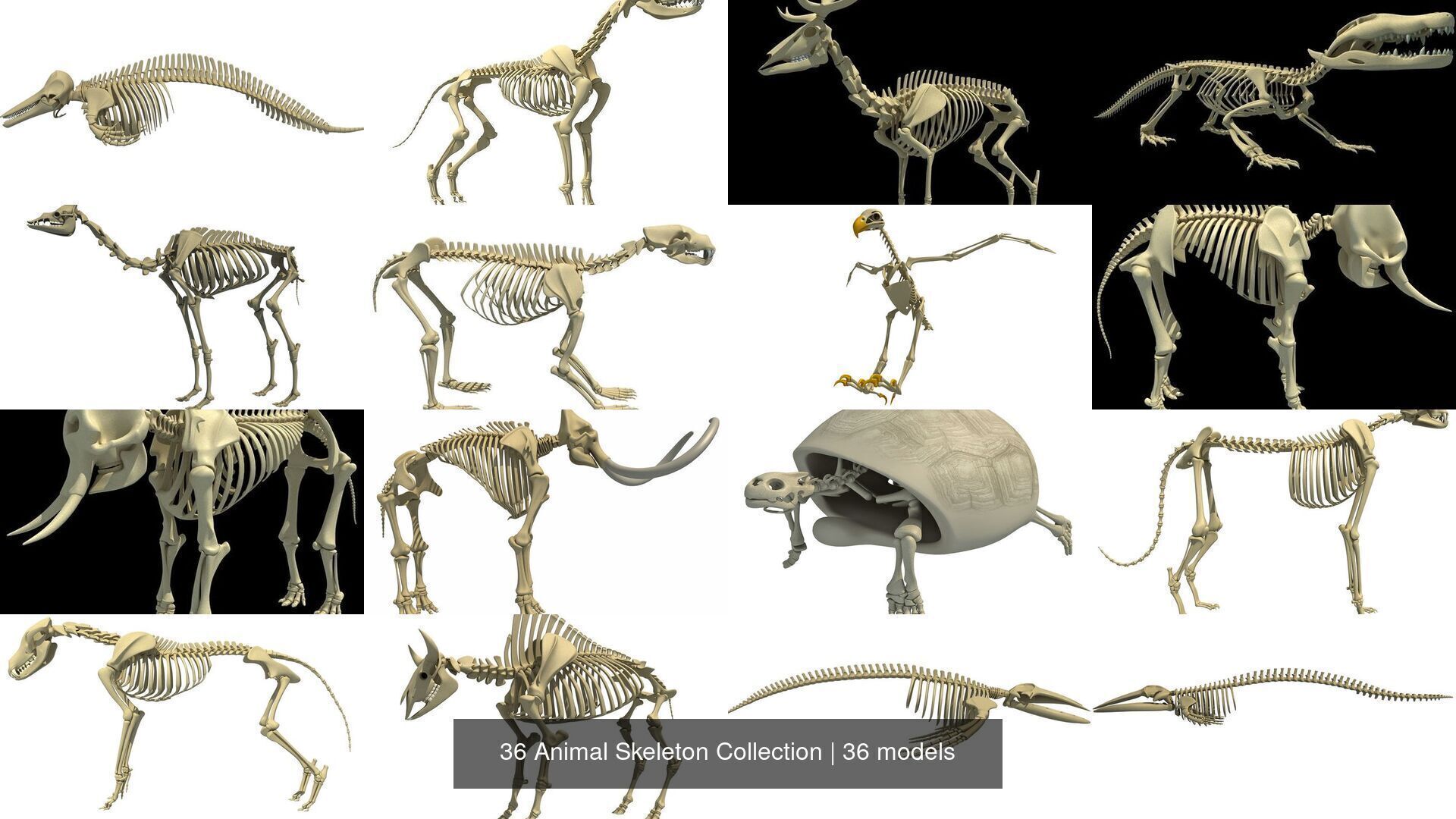 36 Animal Skeleton Collection _2