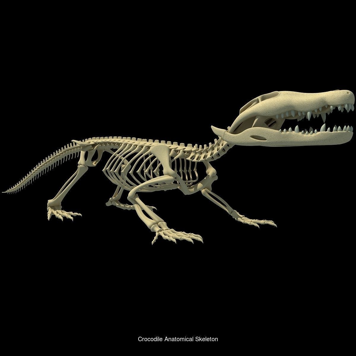 36 Animal Skeleton Collection _26