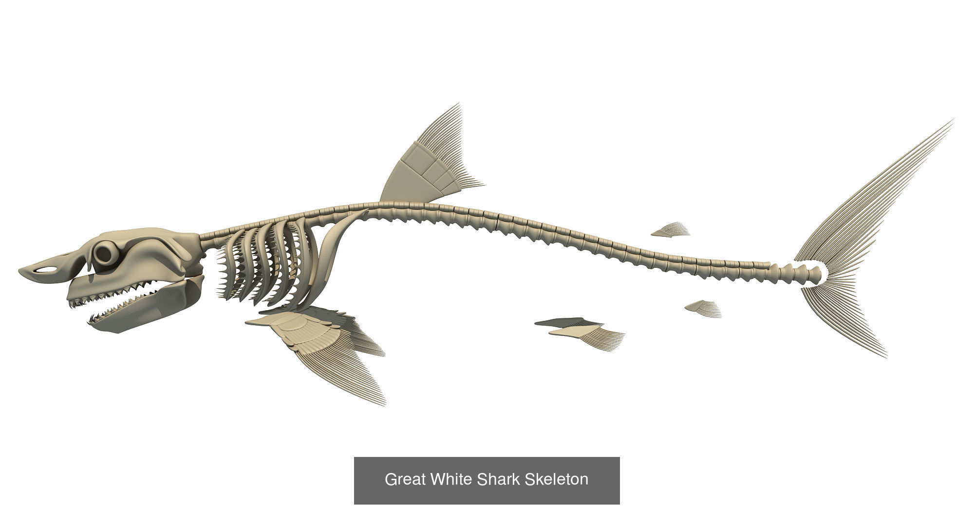 36 Animal Skeleton Collection _19