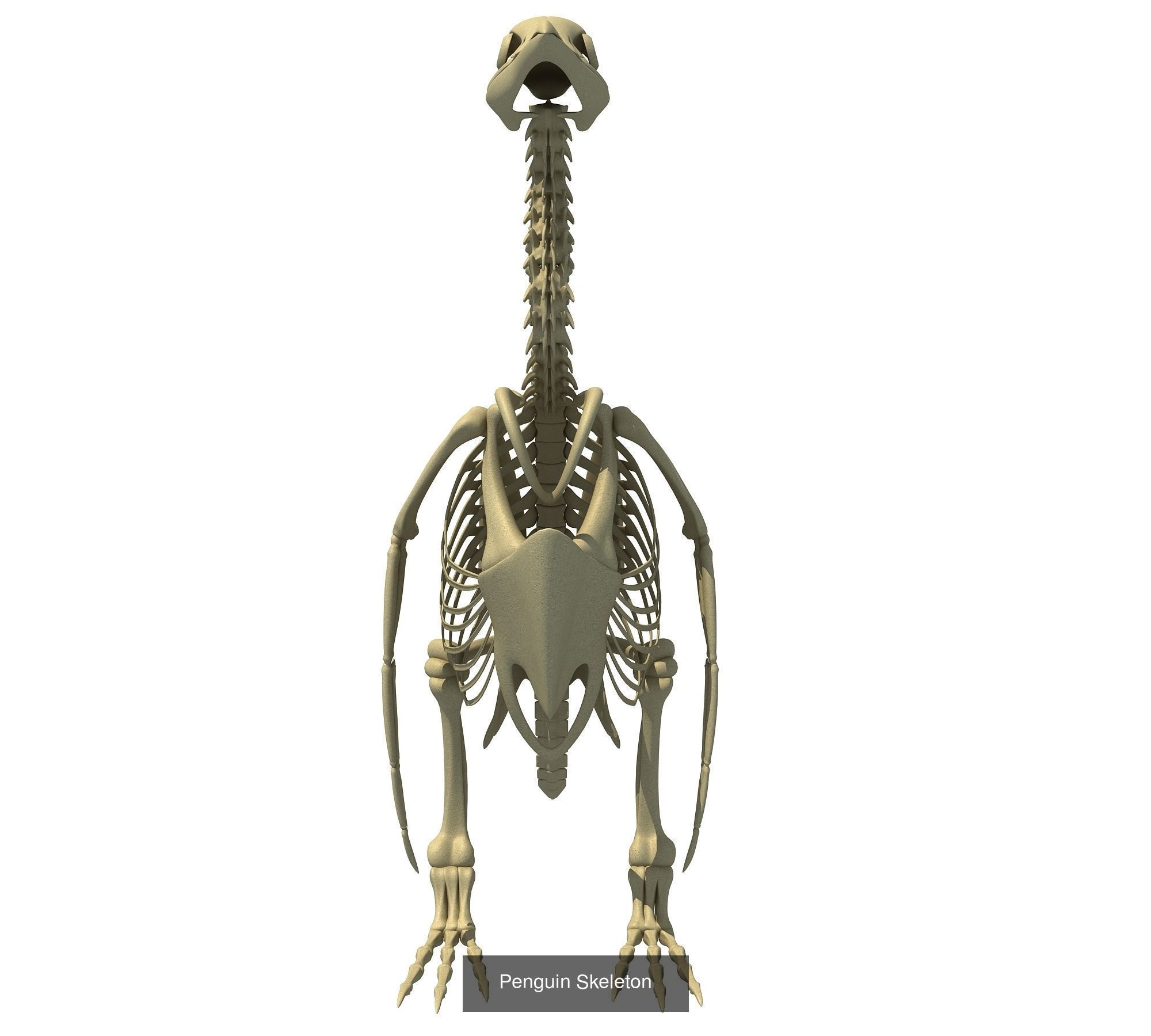 36 Animal Skeleton Collection _13