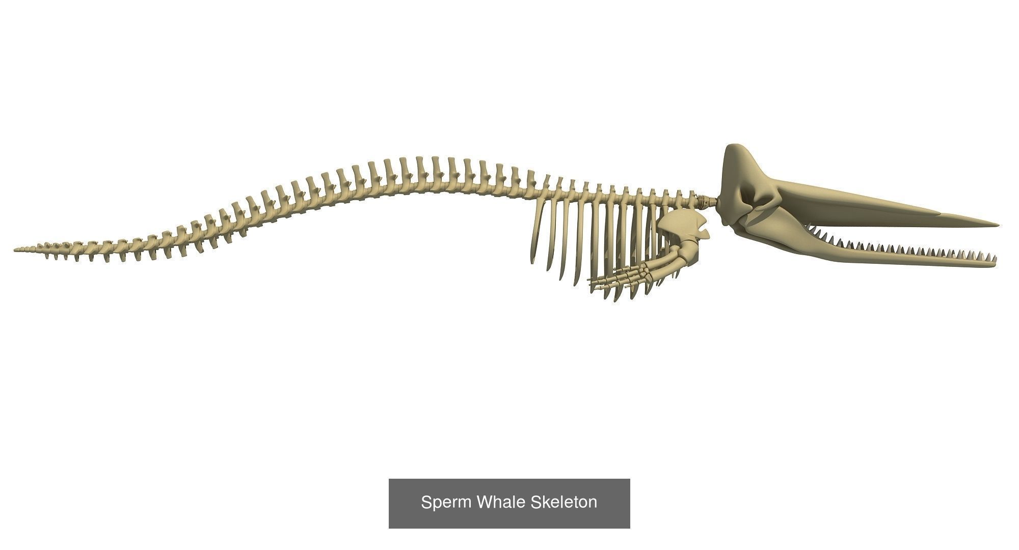 36 Animal Skeleton Collection _40