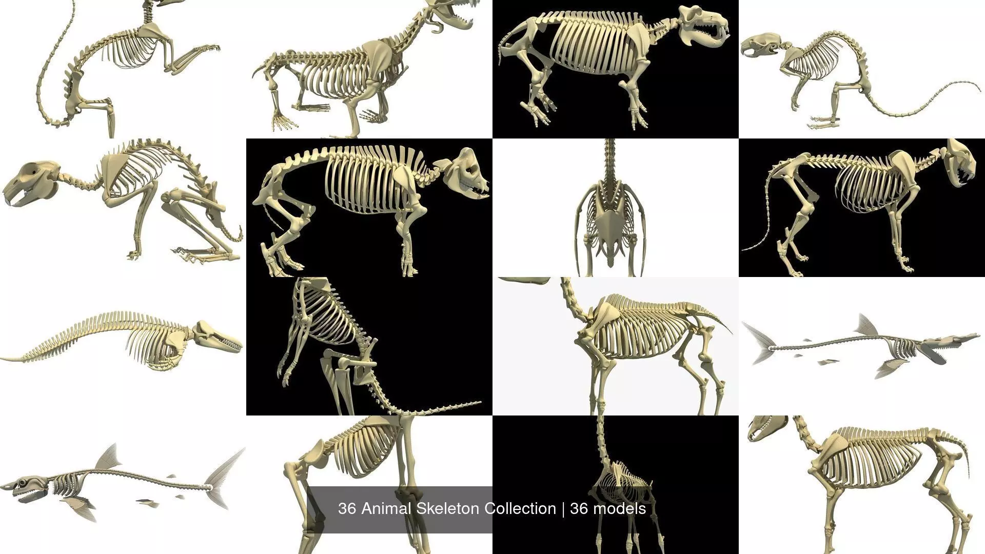 36 Animal Skeleton Collection _1