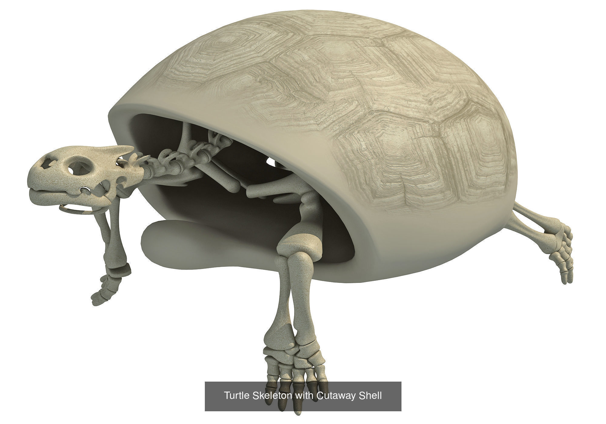 36 Animal Skeleton Collection _33