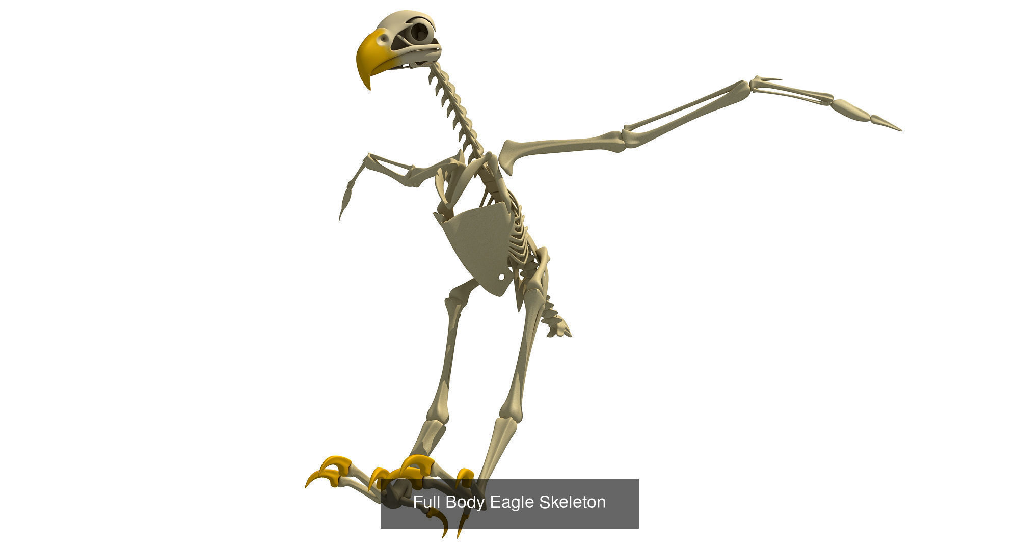 36 Animal Skeleton Collection _29
