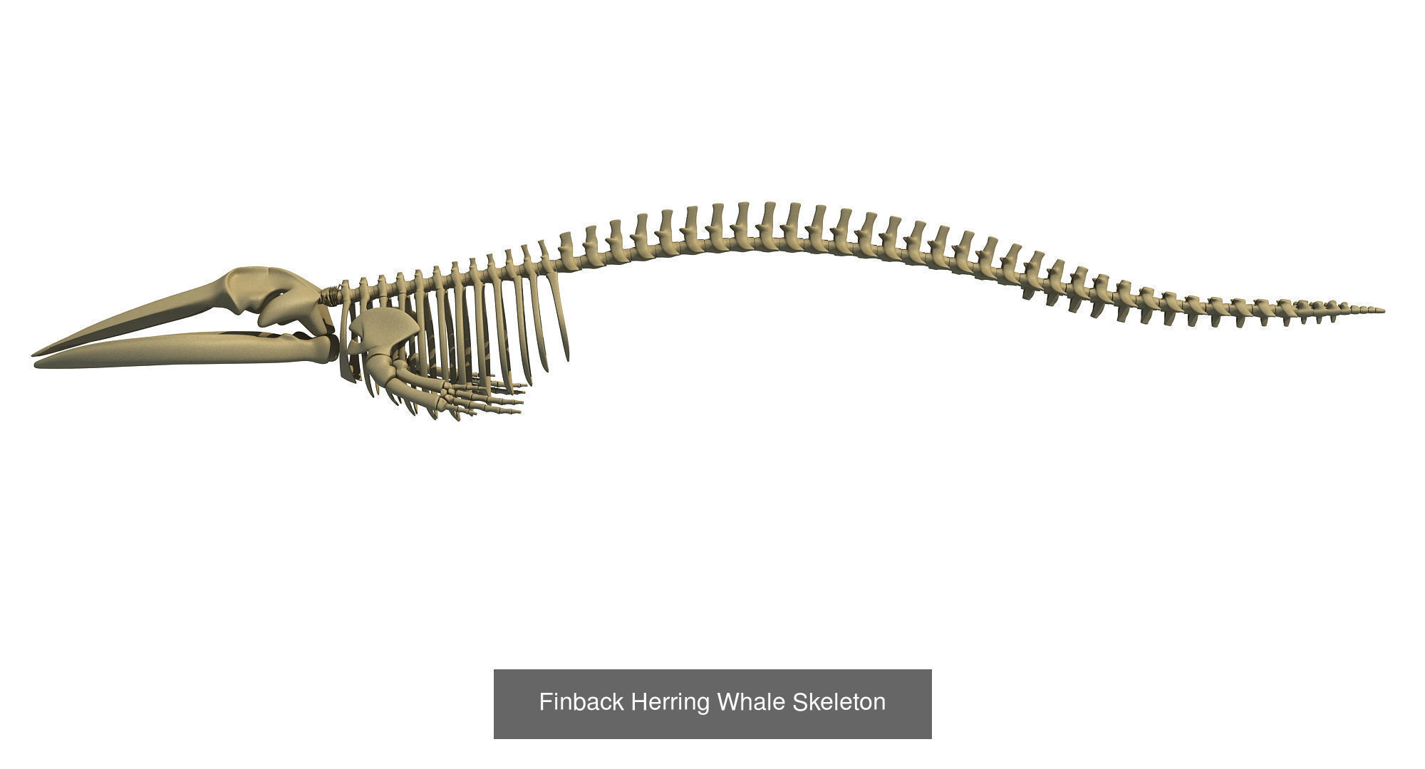 36 Animal Skeleton Collection _38