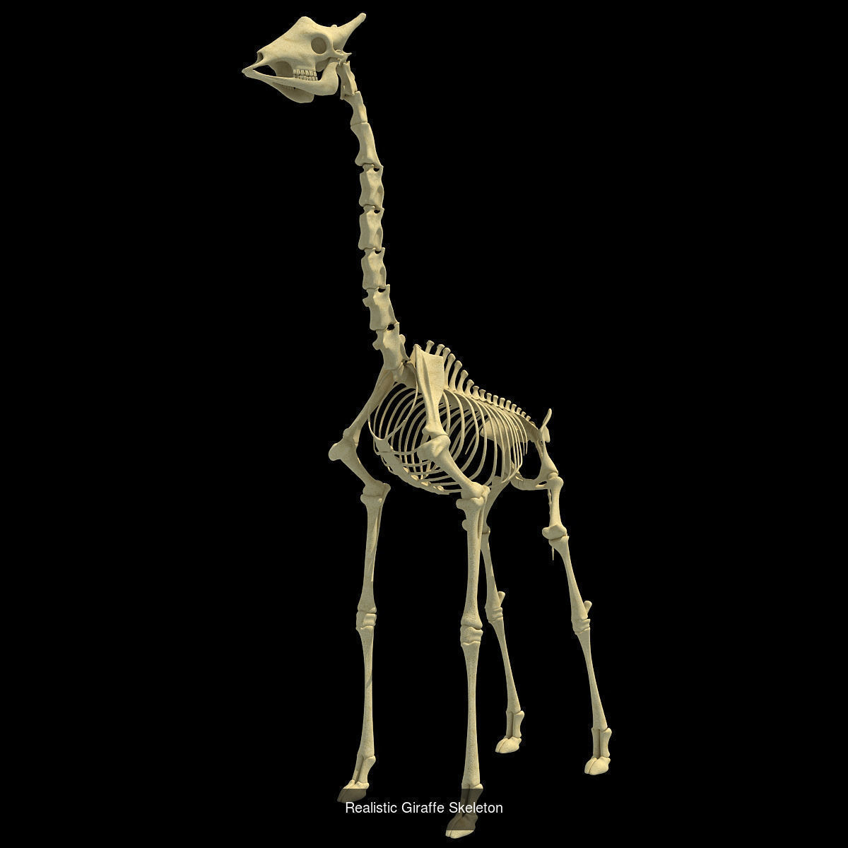 36 Animal Skeleton Collection _21