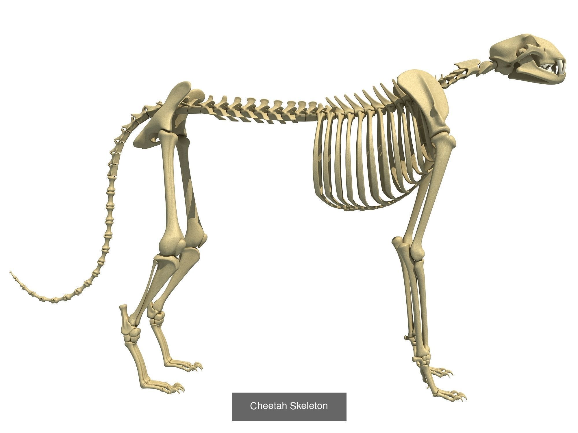 36 Animal Skeleton Collection _34