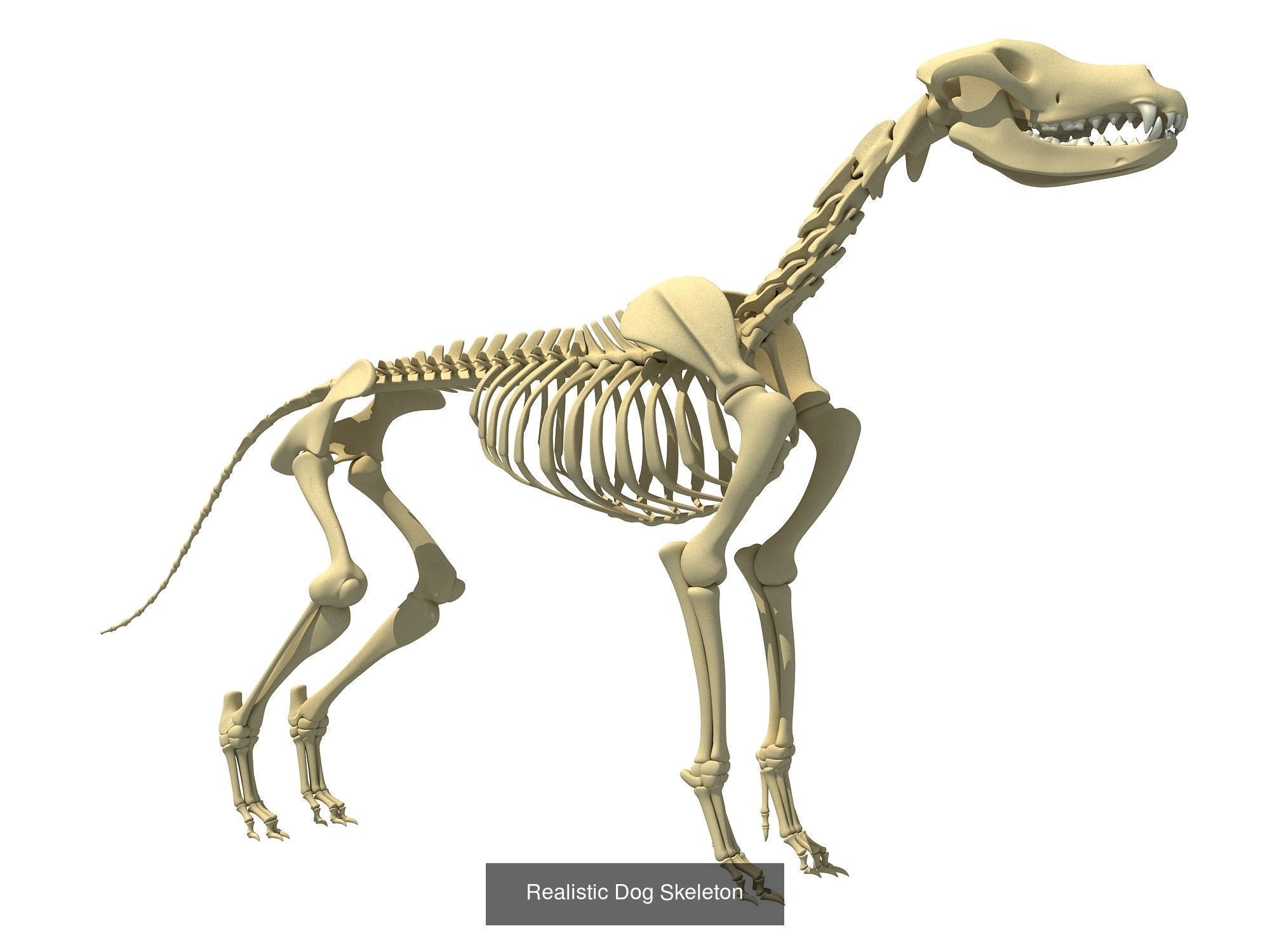 36 Animal Skeleton Collection _24