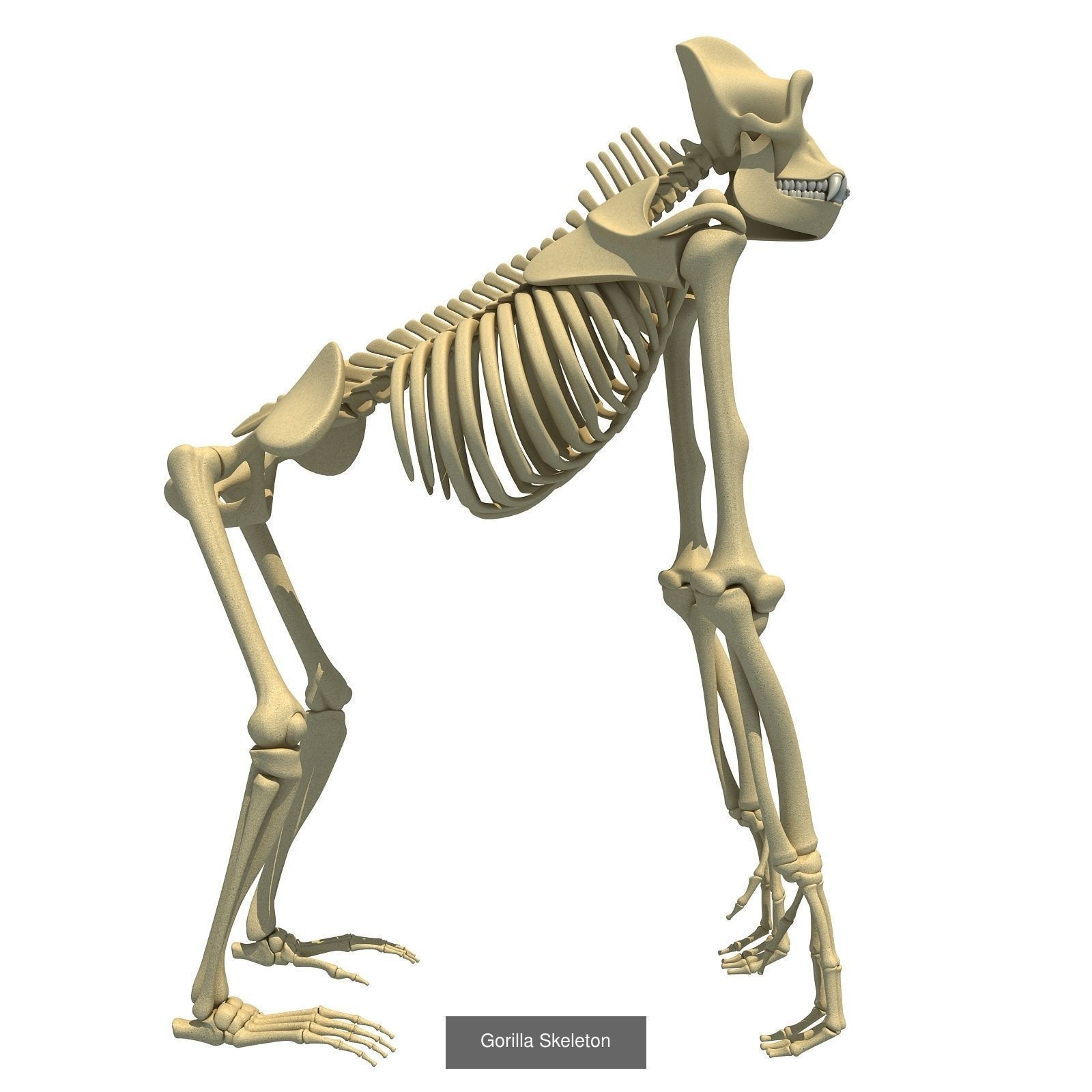 36 Animal Skeleton Collection _20
