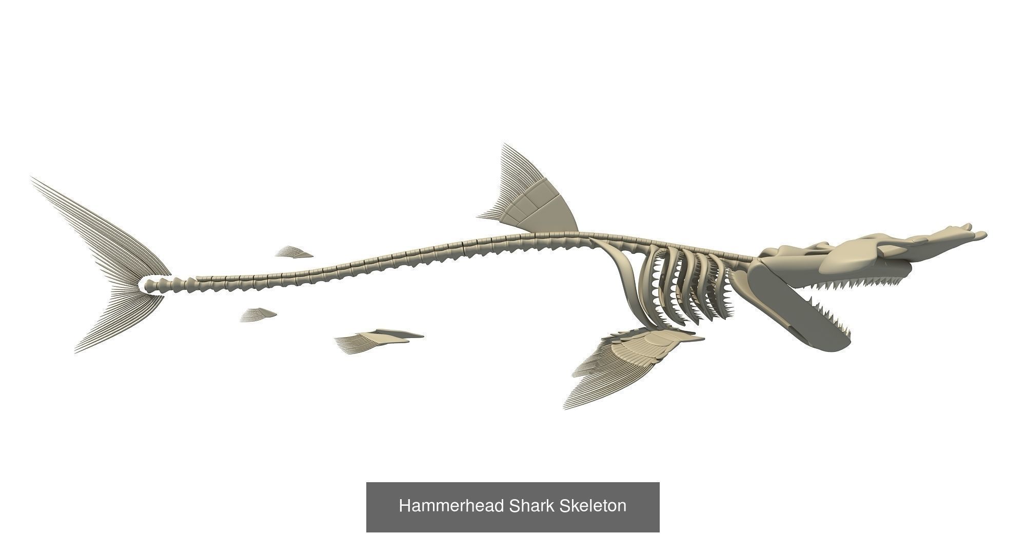 36 Animal Skeleton Collection _18