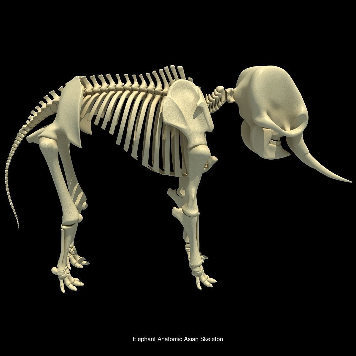 36 Animal Skeleton Collection _30