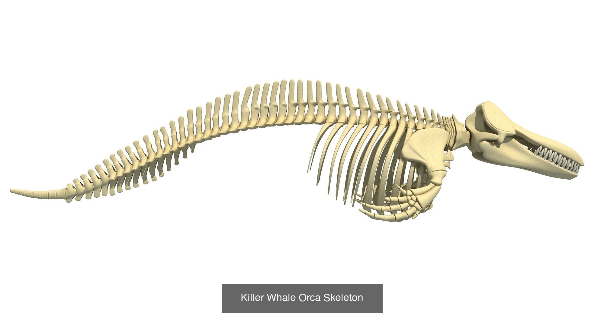 36 Animal Skeleton Collection _15