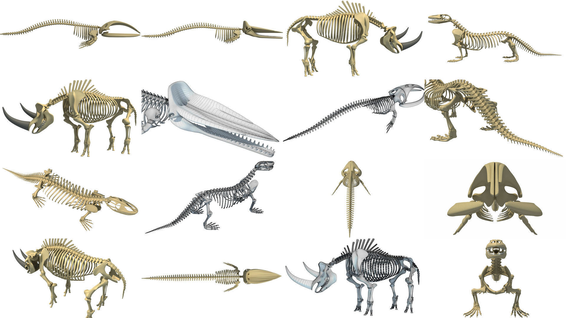36 Animal Skeleton Collection _5