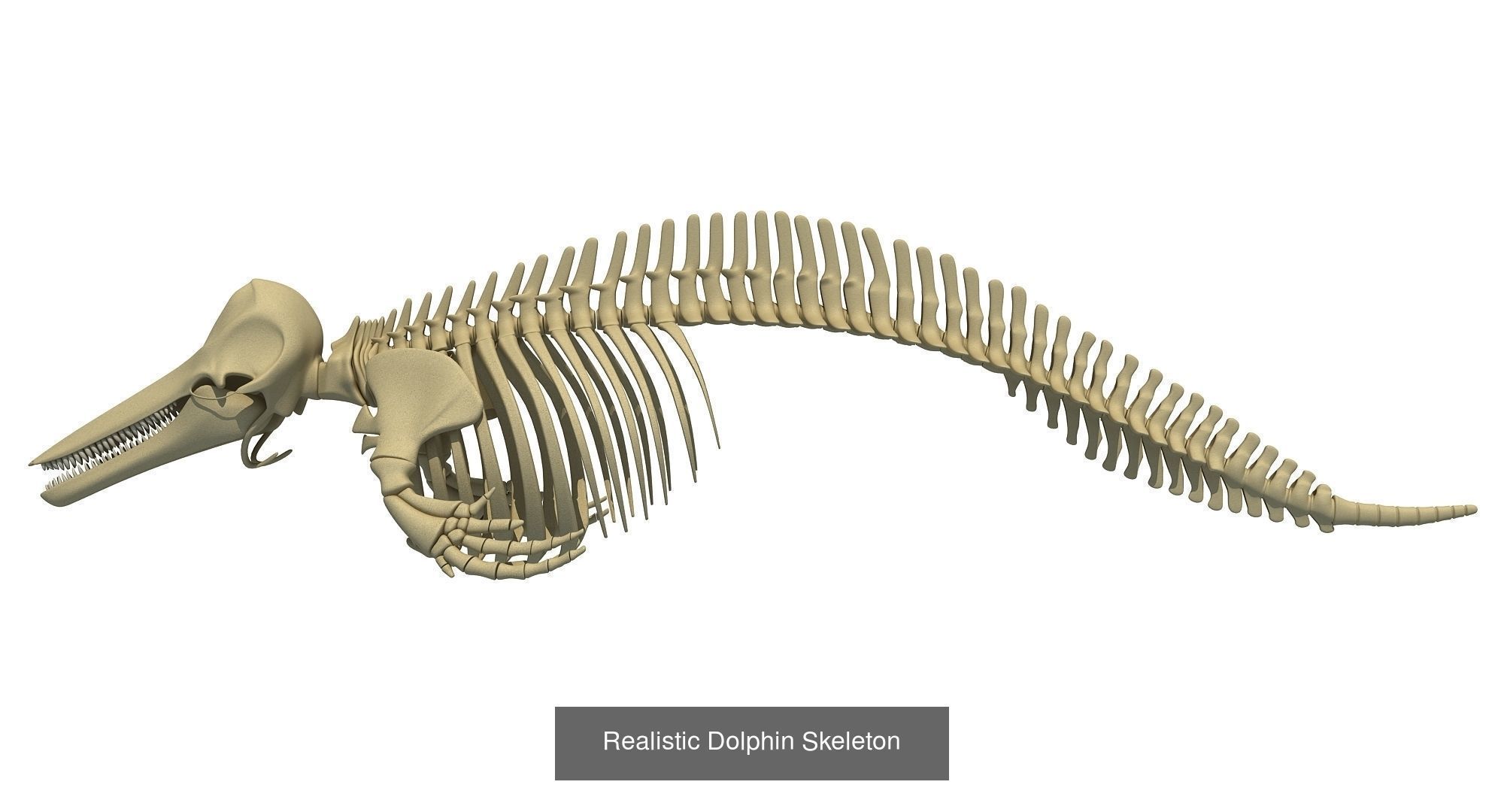 36 Animal Skeleton Collection _23