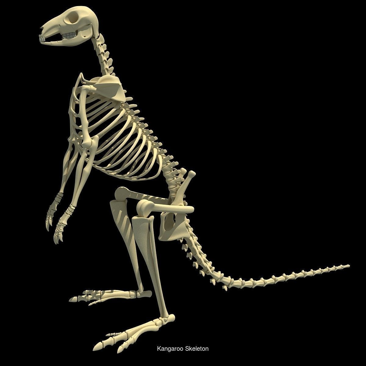 36 Animal Skeleton Collection _16
