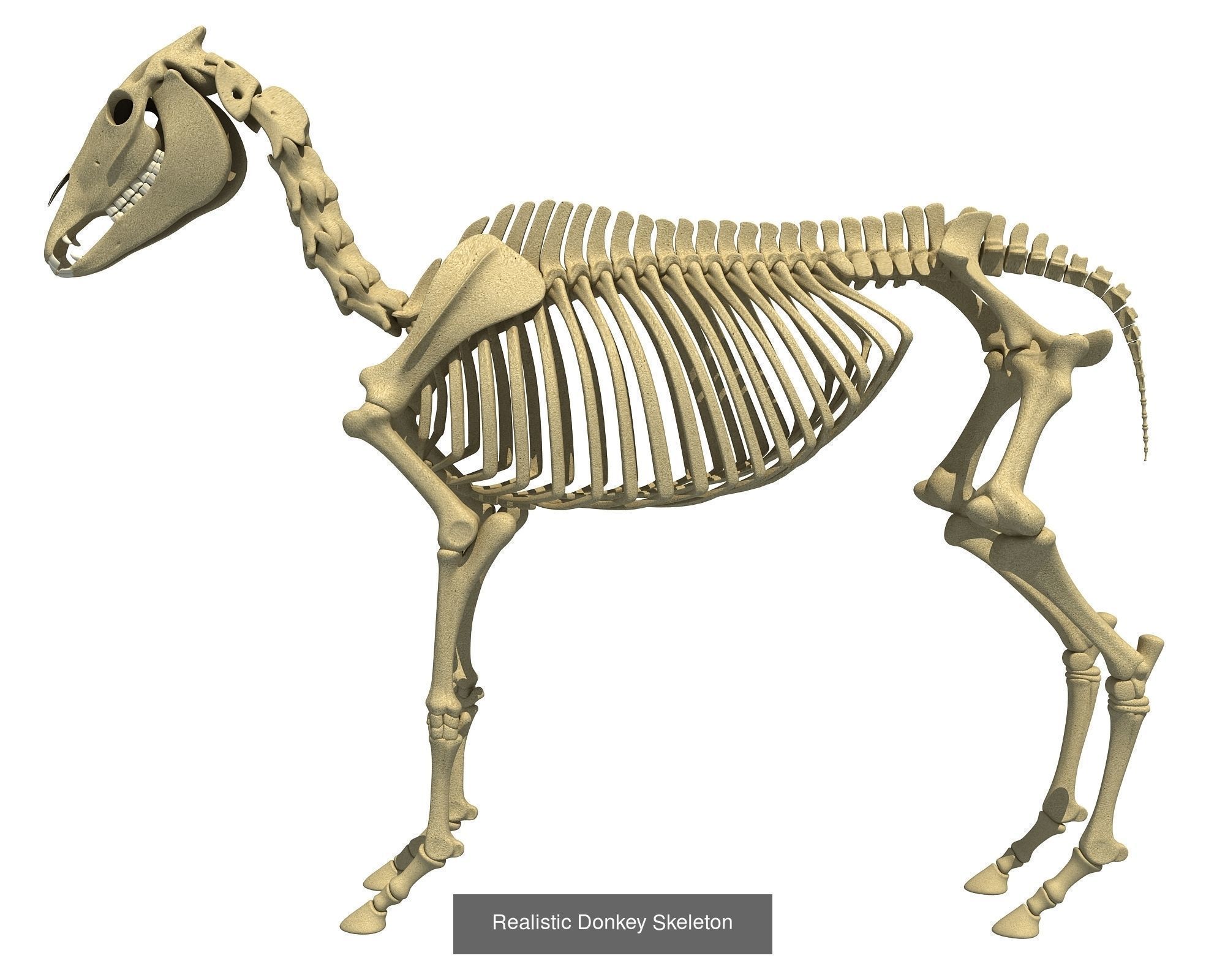 36 Animal Skeleton Collection _22