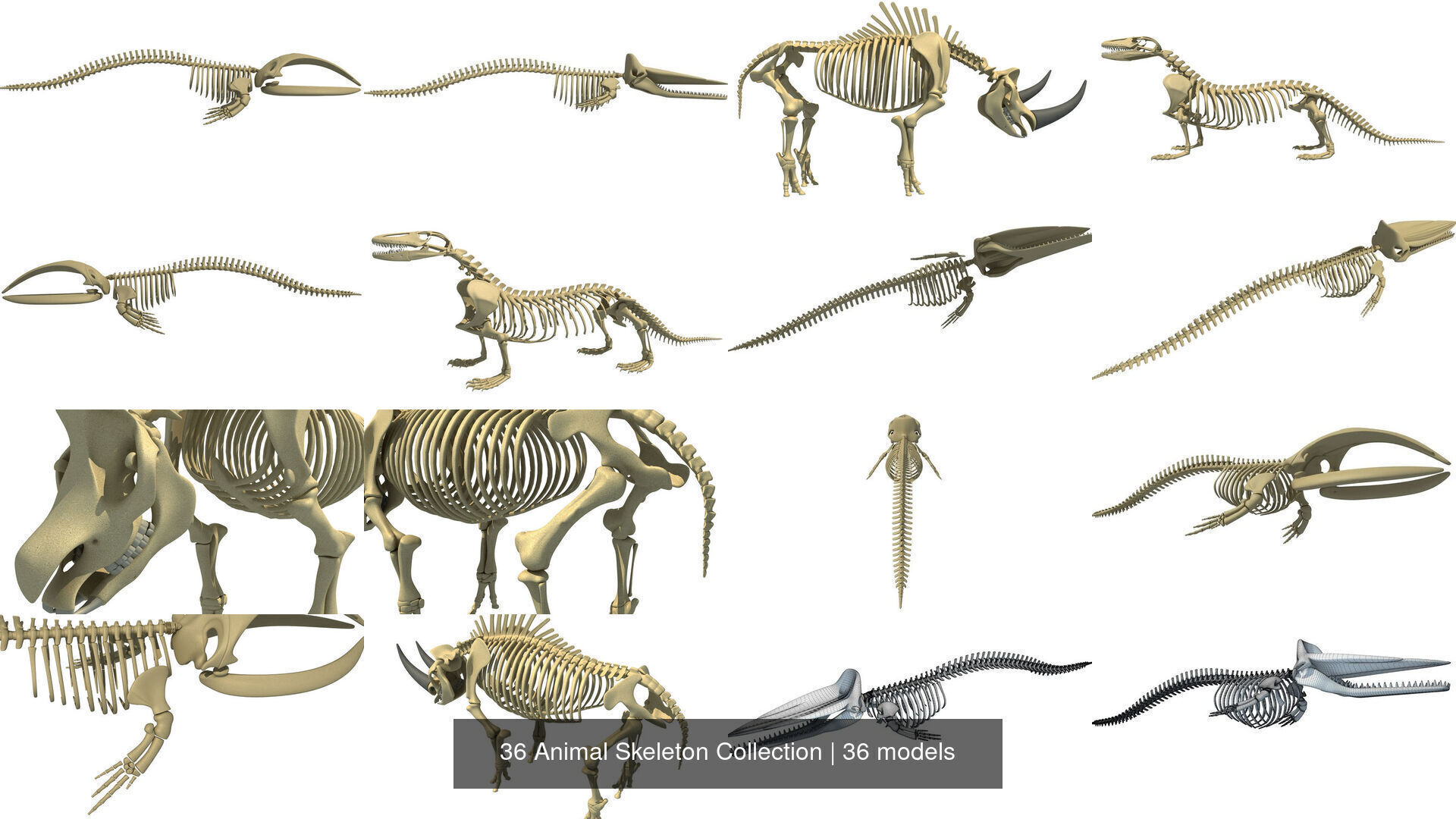 36 Animal Skeleton Collection _4