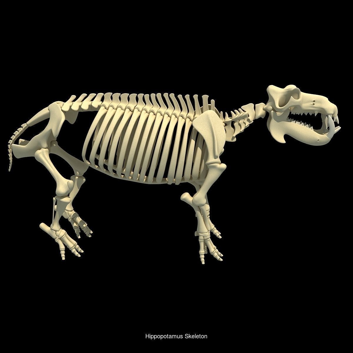 36 Animal Skeleton Collection _9