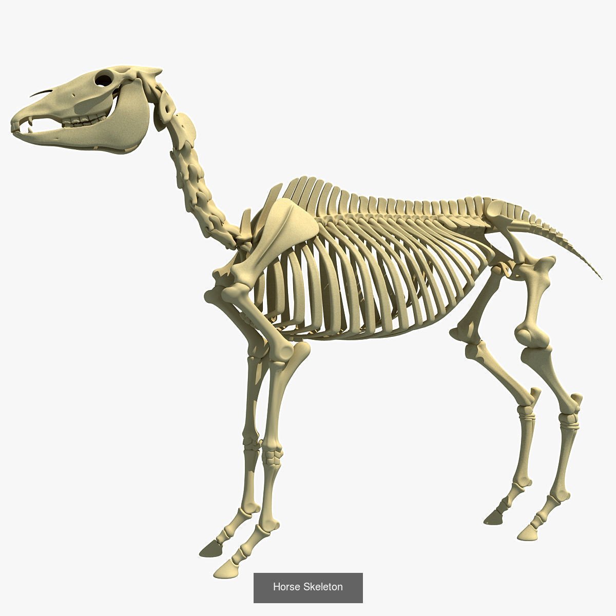 36 Animal Skeleton Collection _17