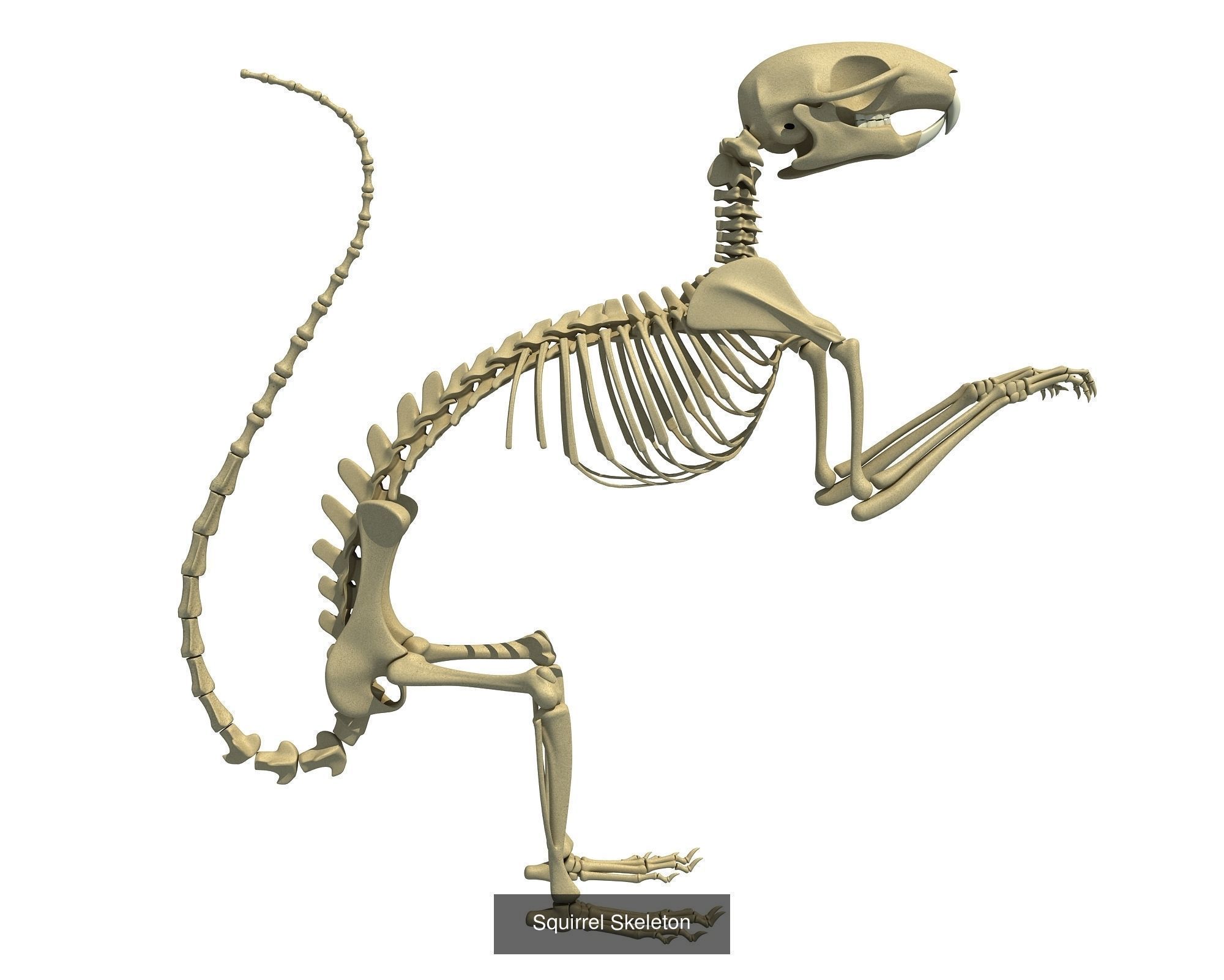 36 Animal Skeleton Collection _7