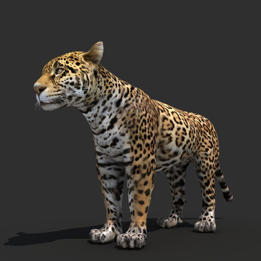  Jaguar  3D  Model  MAX OBJ FBX MA MB CGTrader com