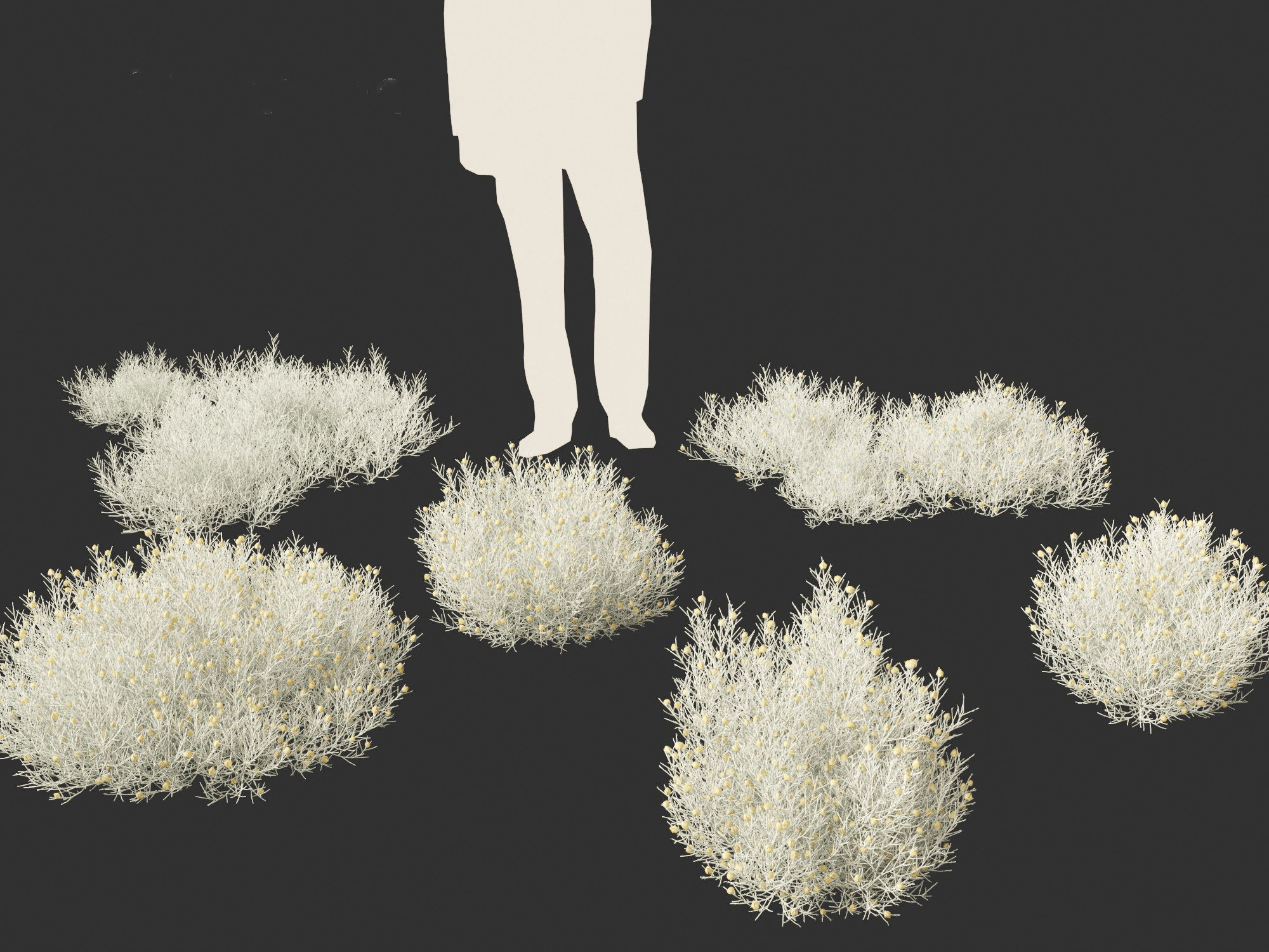 Leucophyta brownii - Cushion bush 3D model_1