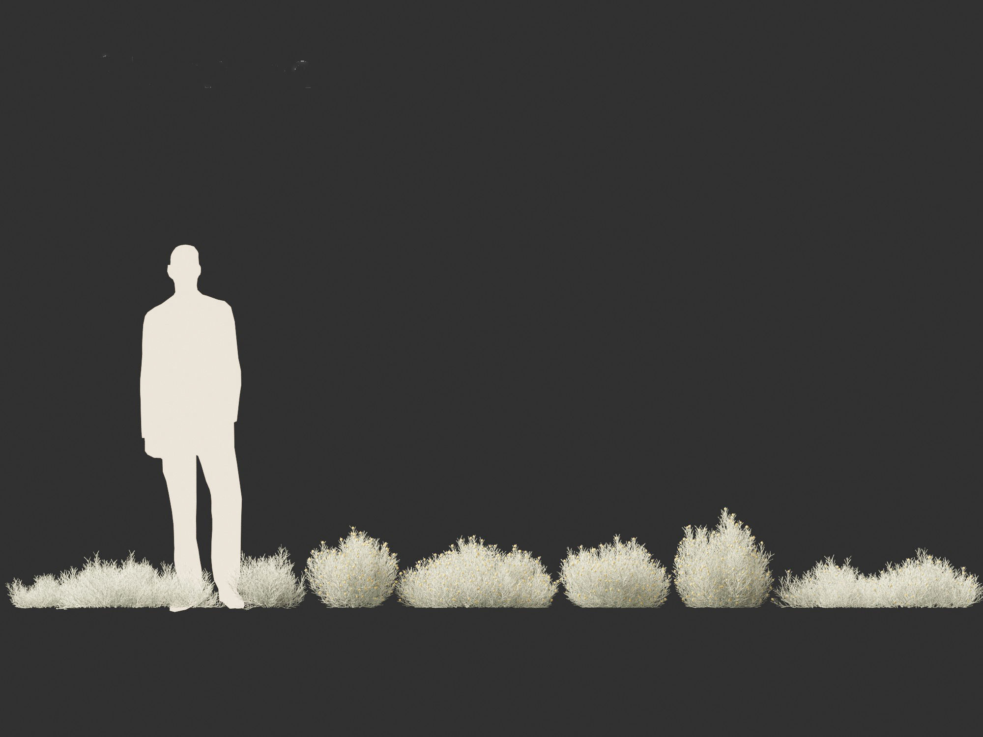 Leucophyta brownii - Cushion bush 3D model_2