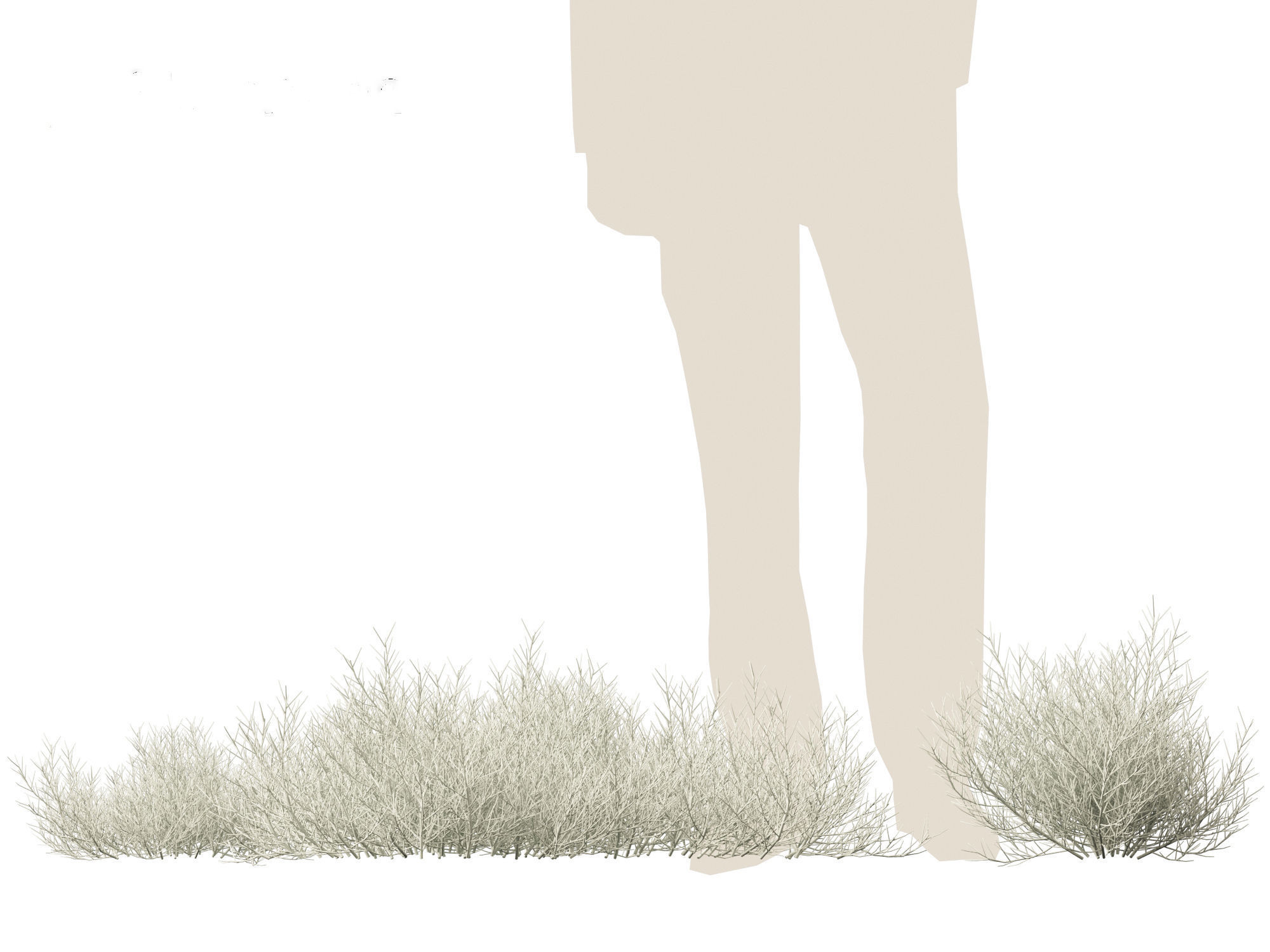 Leucophyta brownii - Cushion bush 3D model_3