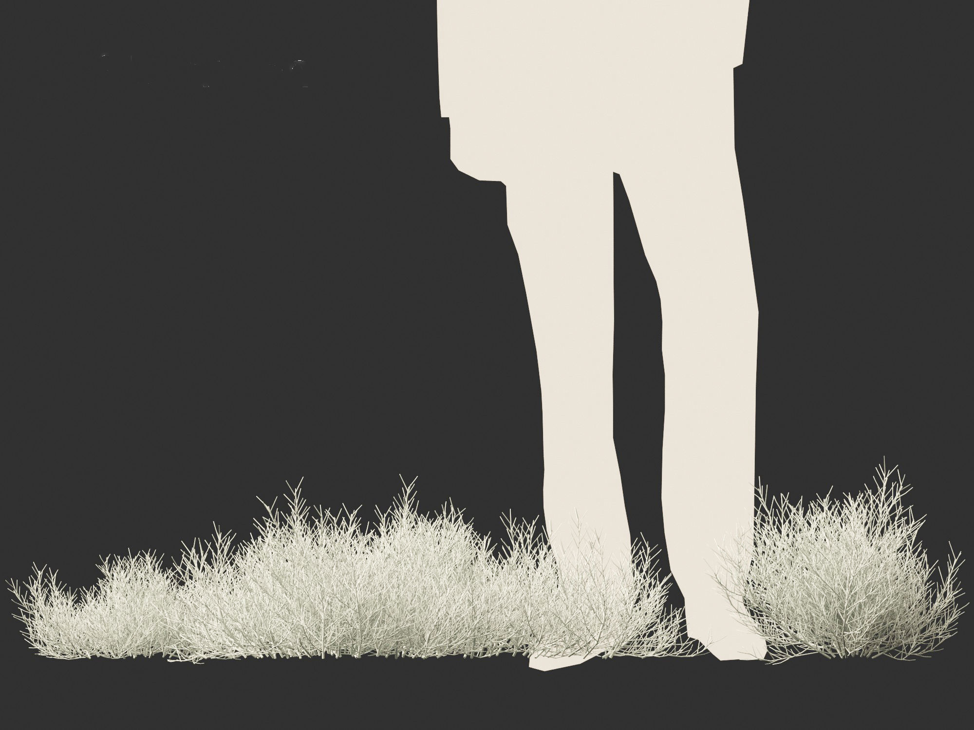 Leucophyta brownii - Cushion bush 3D model_4