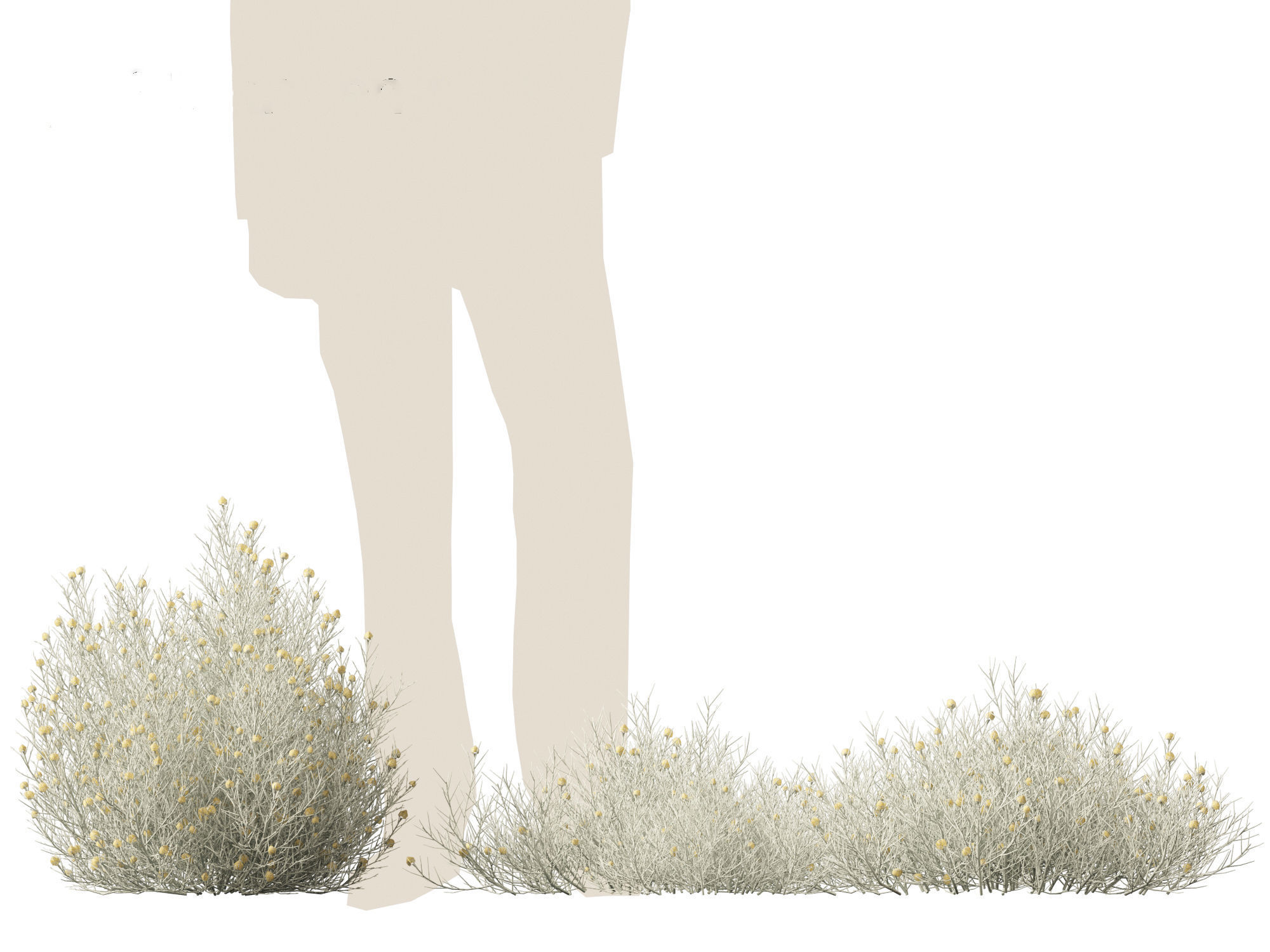 Leucophyta brownii - Cushion bush 3D model_7