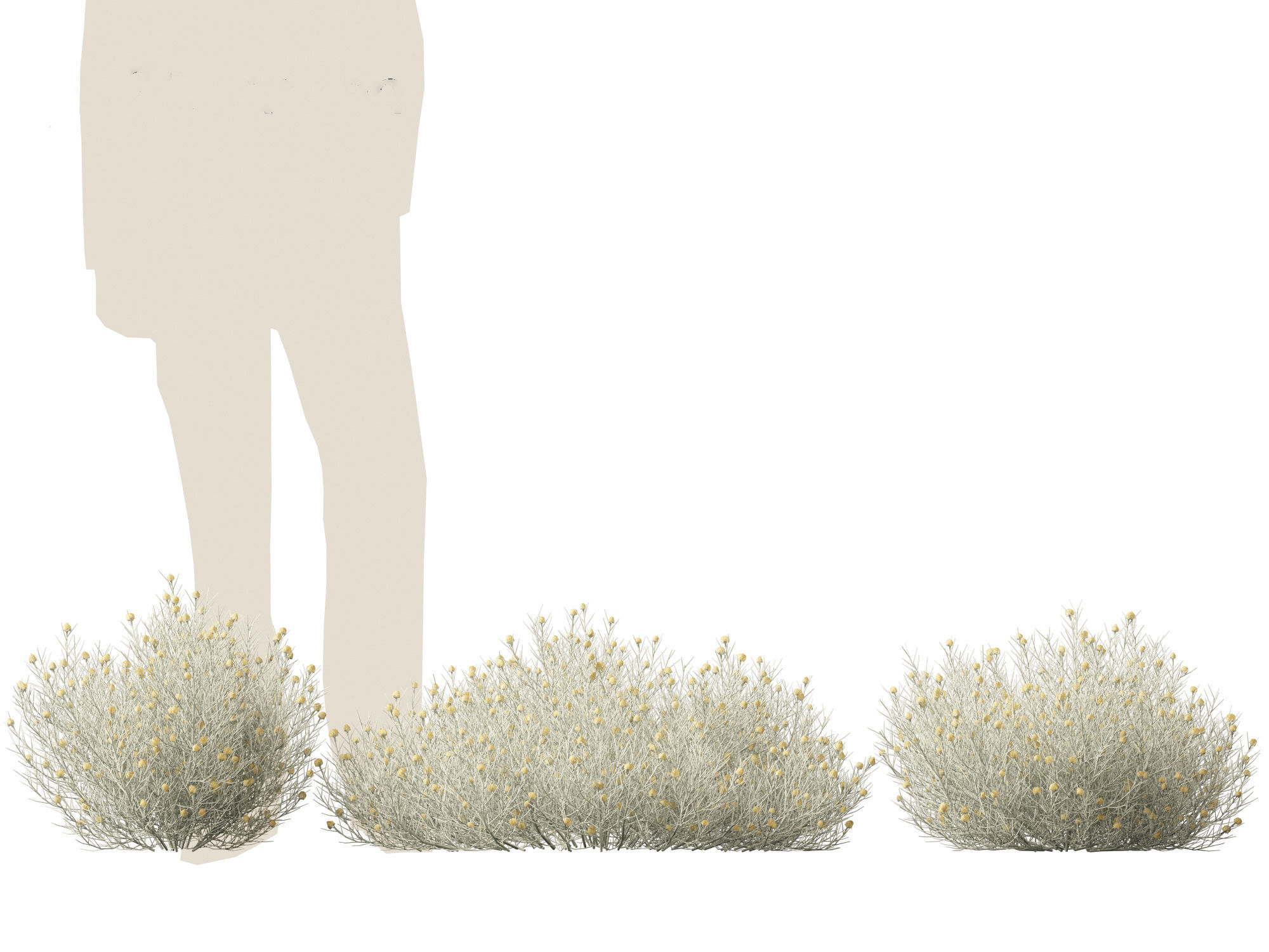 Leucophyta brownii - Cushion bush 3D model_5