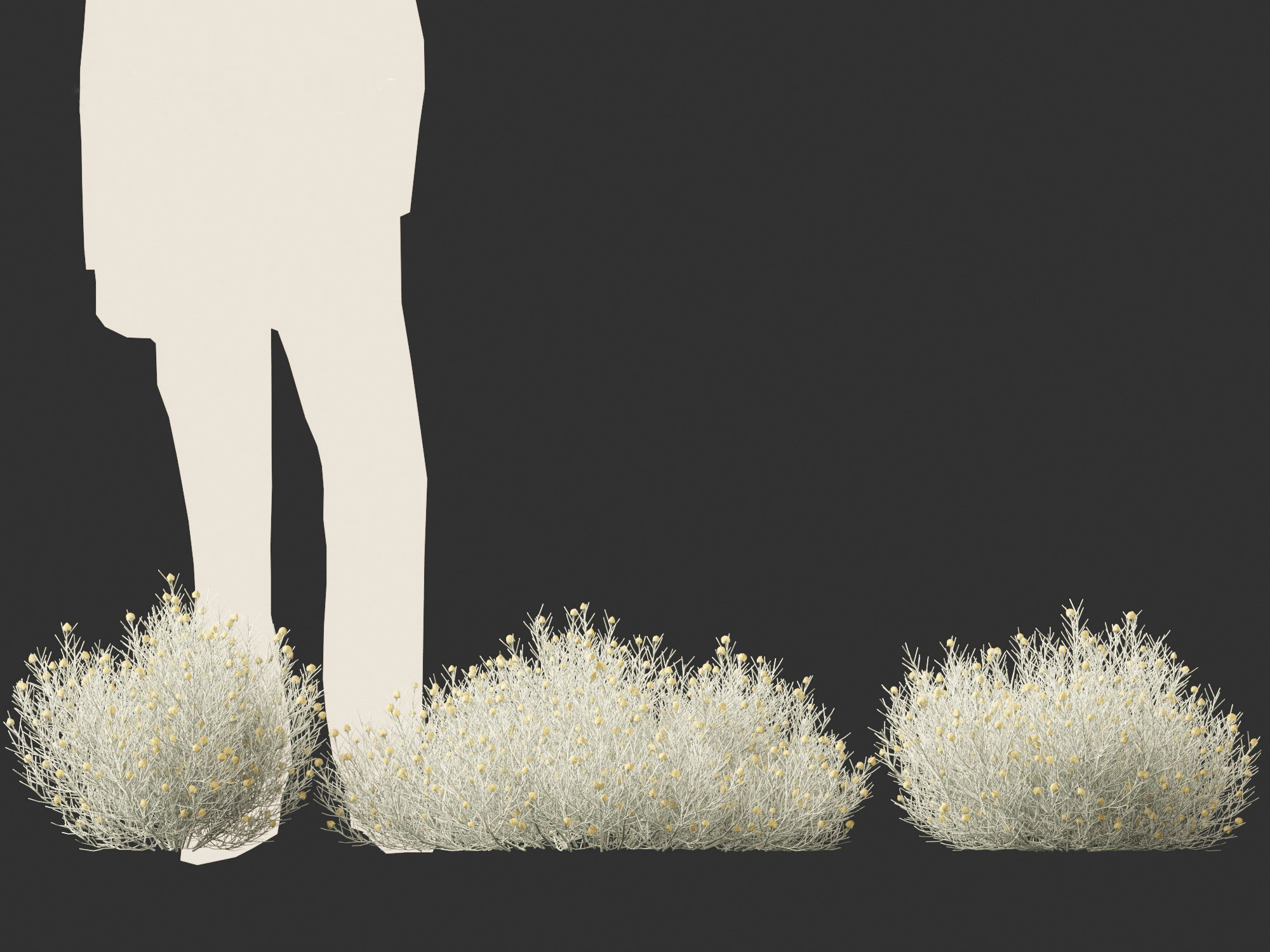 Leucophyta brownii - Cushion bush 3D model_6