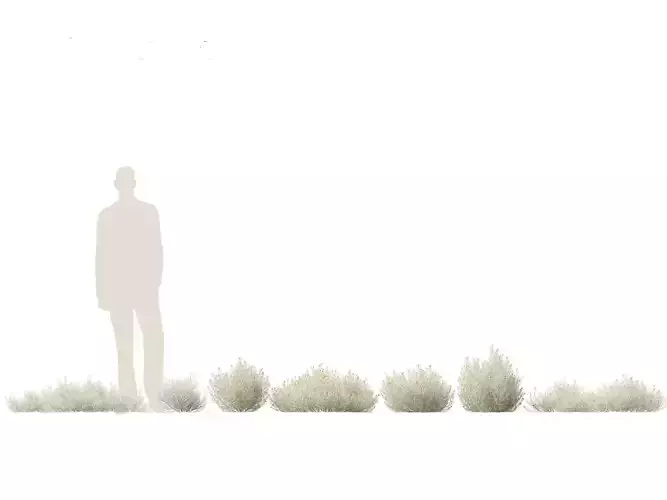 Leucophyta brownii - Cushion bush