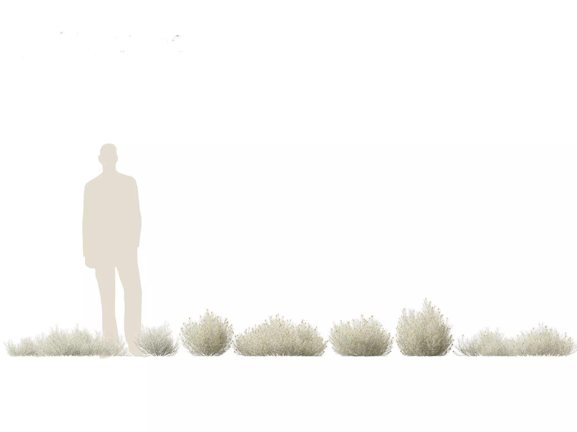 Leucophyta brownii - Cushion bush 3D model_0