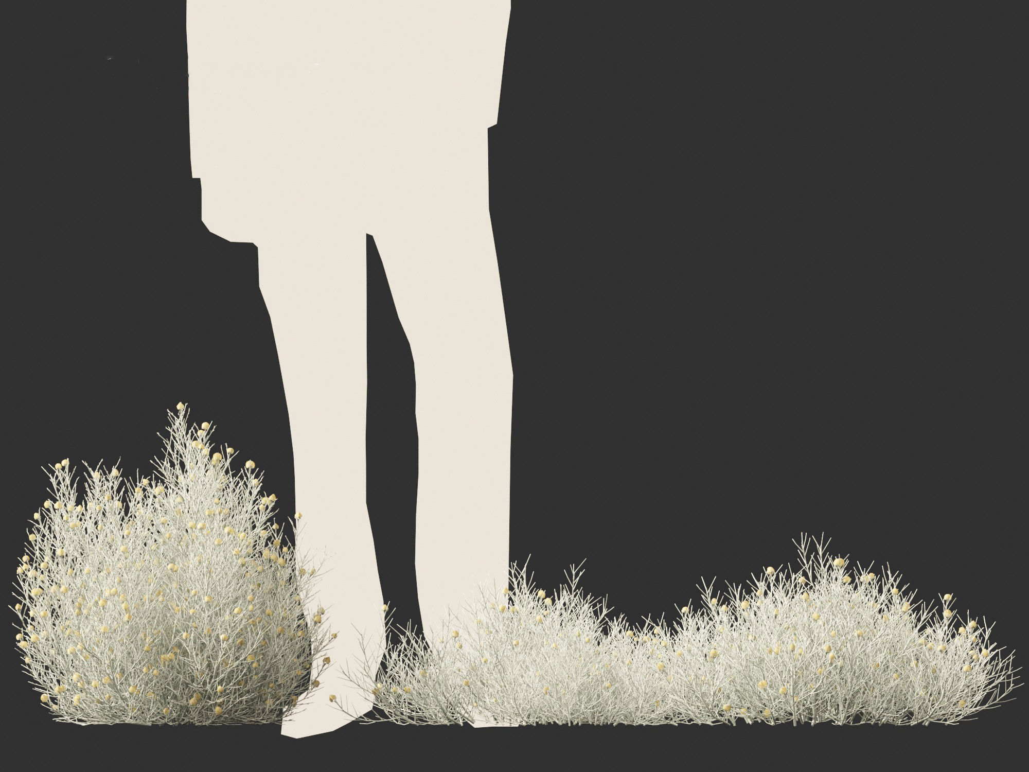 Leucophyta brownii - Cushion bush 3D model_8